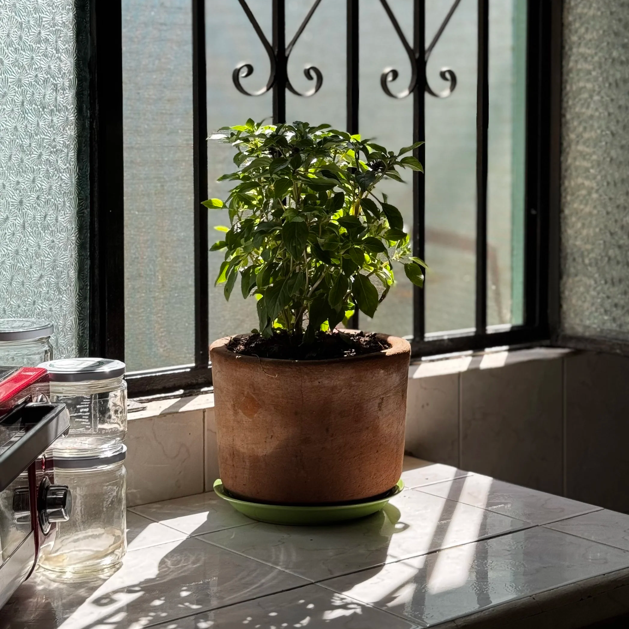 Jardinería en casa: Un paso hacia un estilo de vida sostenible