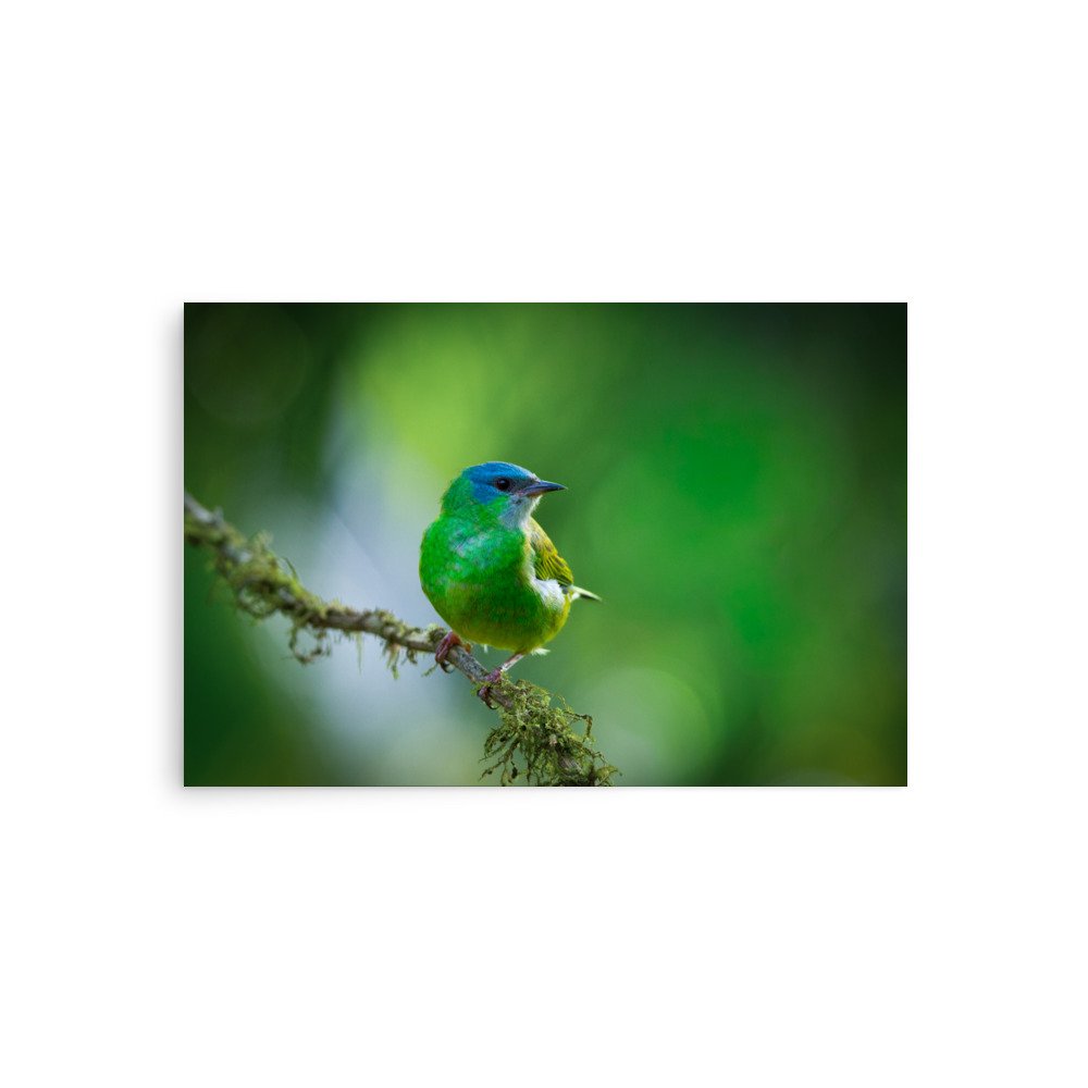 Forest Jewel
