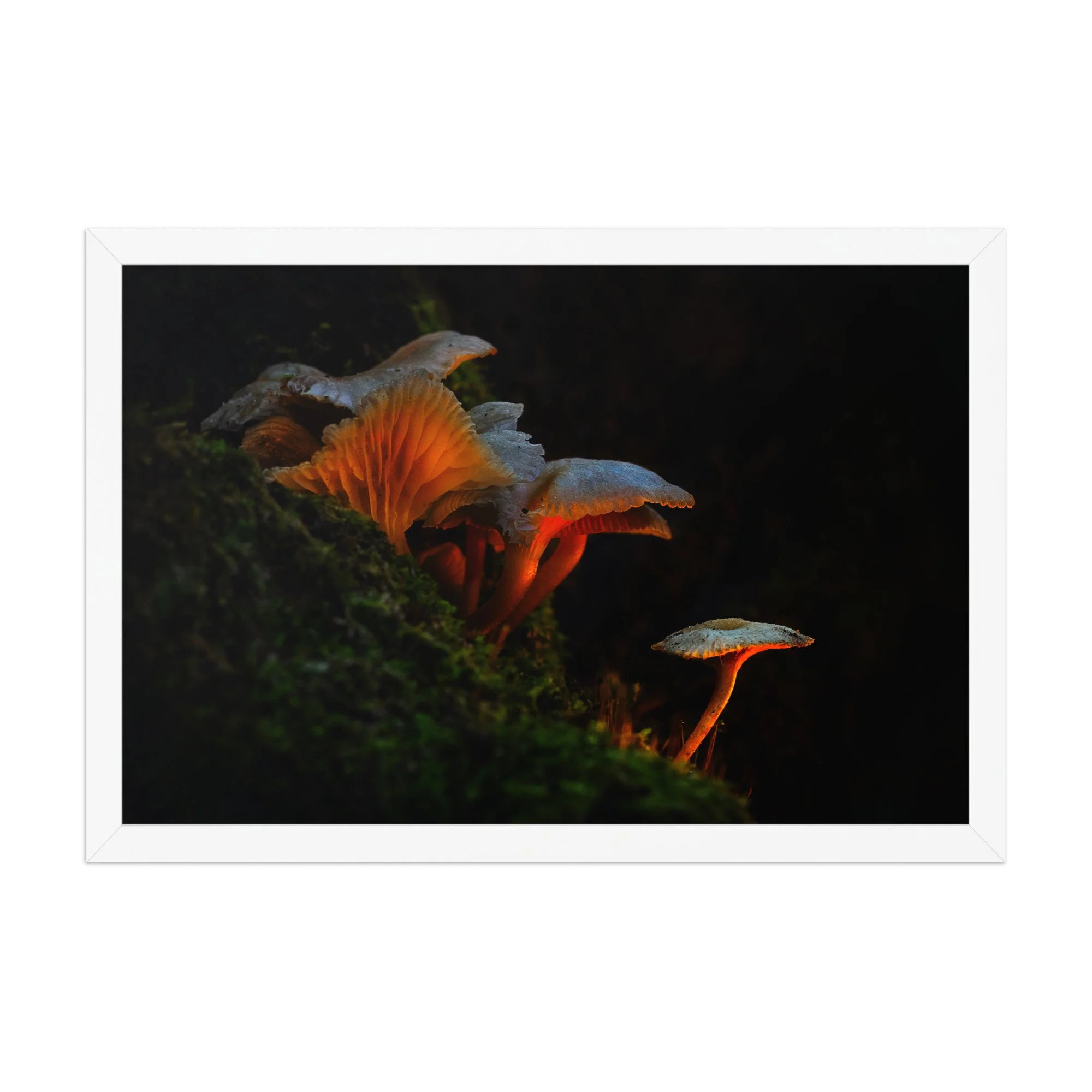 "The Hidden Lantern" — Dark Forest Fine Art Print