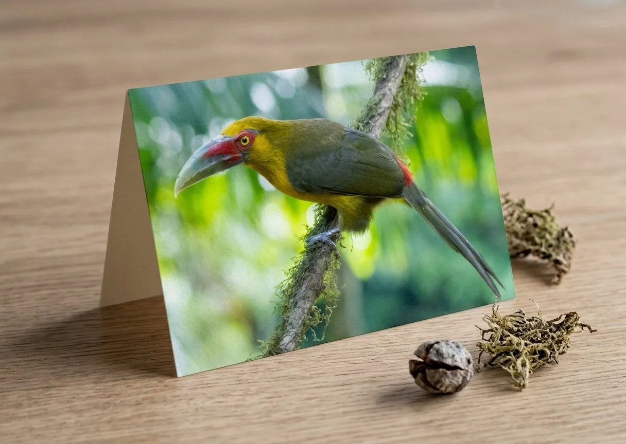 Golden Saffron Toucanet Greeting Card
