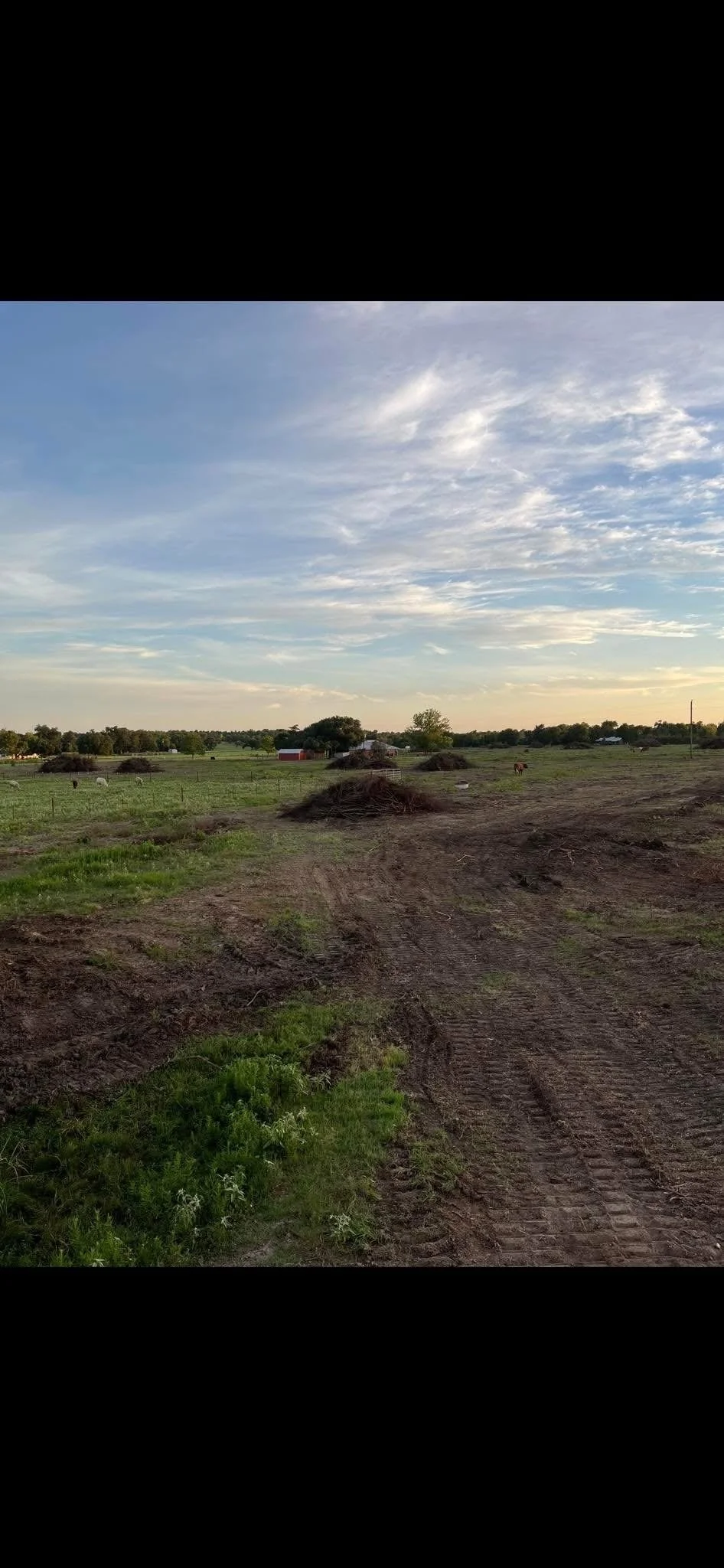 Huisache Clearing