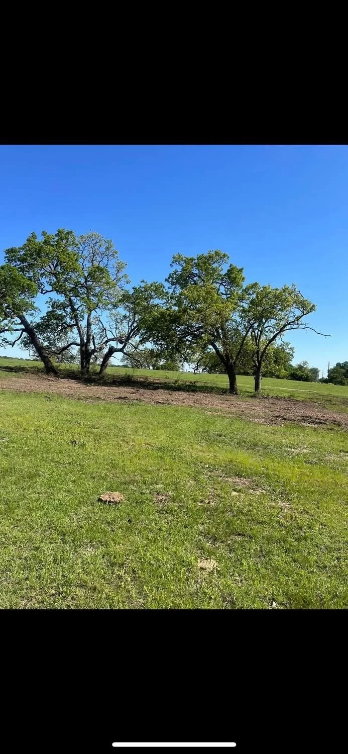 Brush Clearing