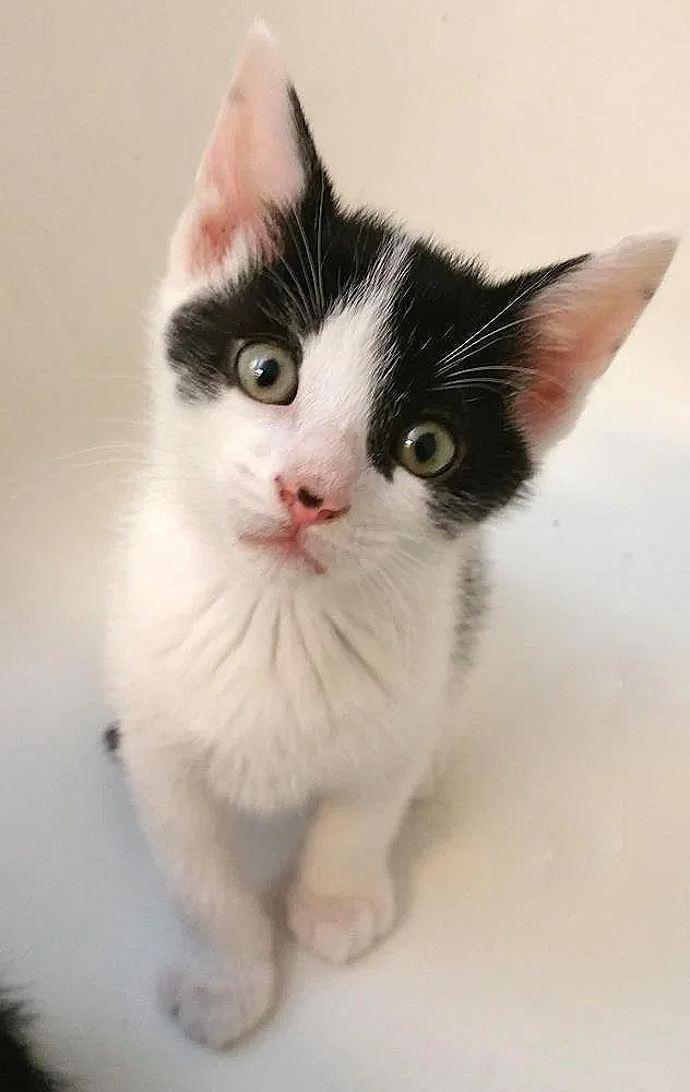 Cute black and white kitten with large ears and green eyes looking at the camera.