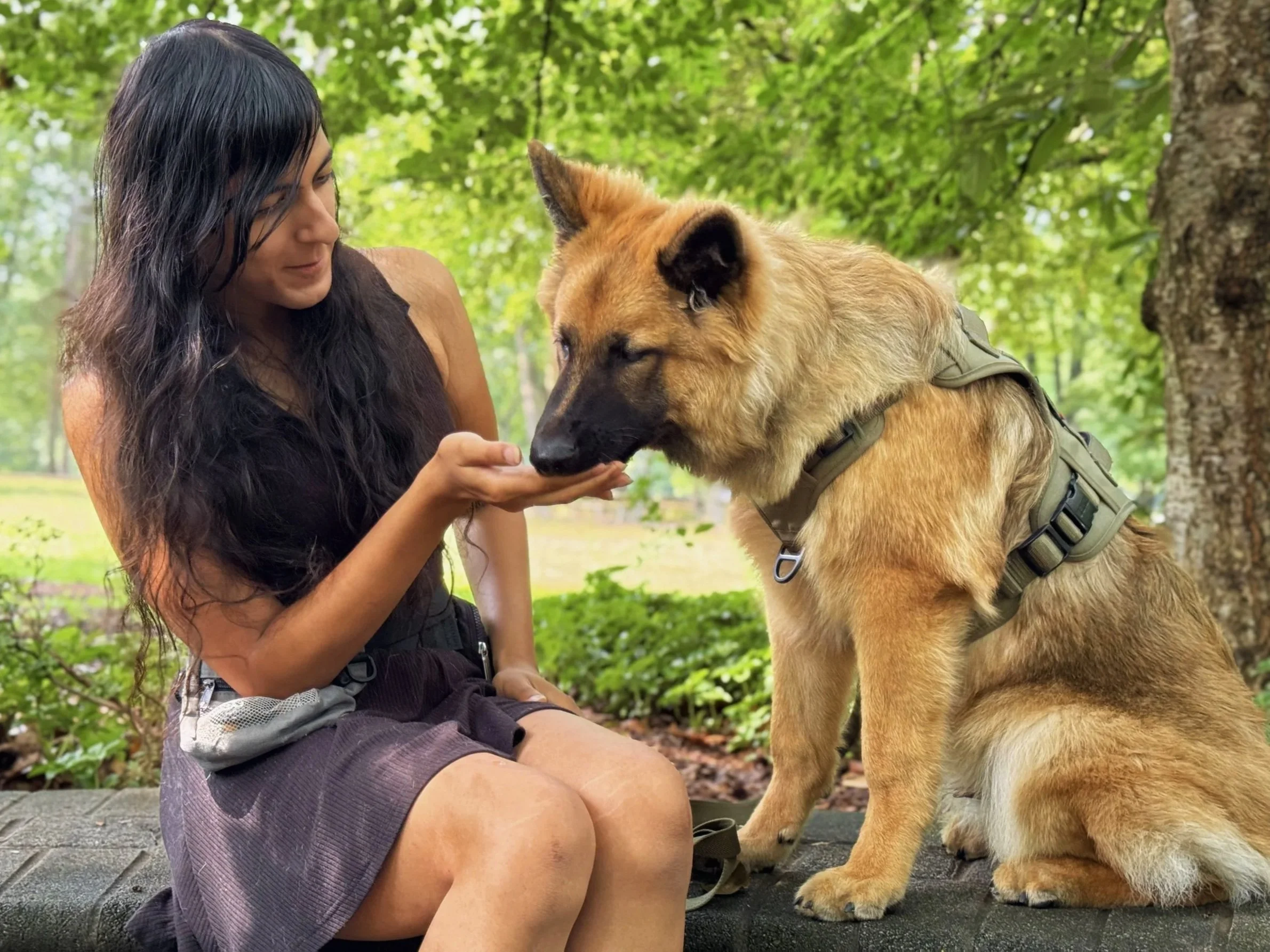 A woman with long dark hair sitting outdoors in a wooded area, feeding a large dog with tan fur and a black face, wearing a harness.