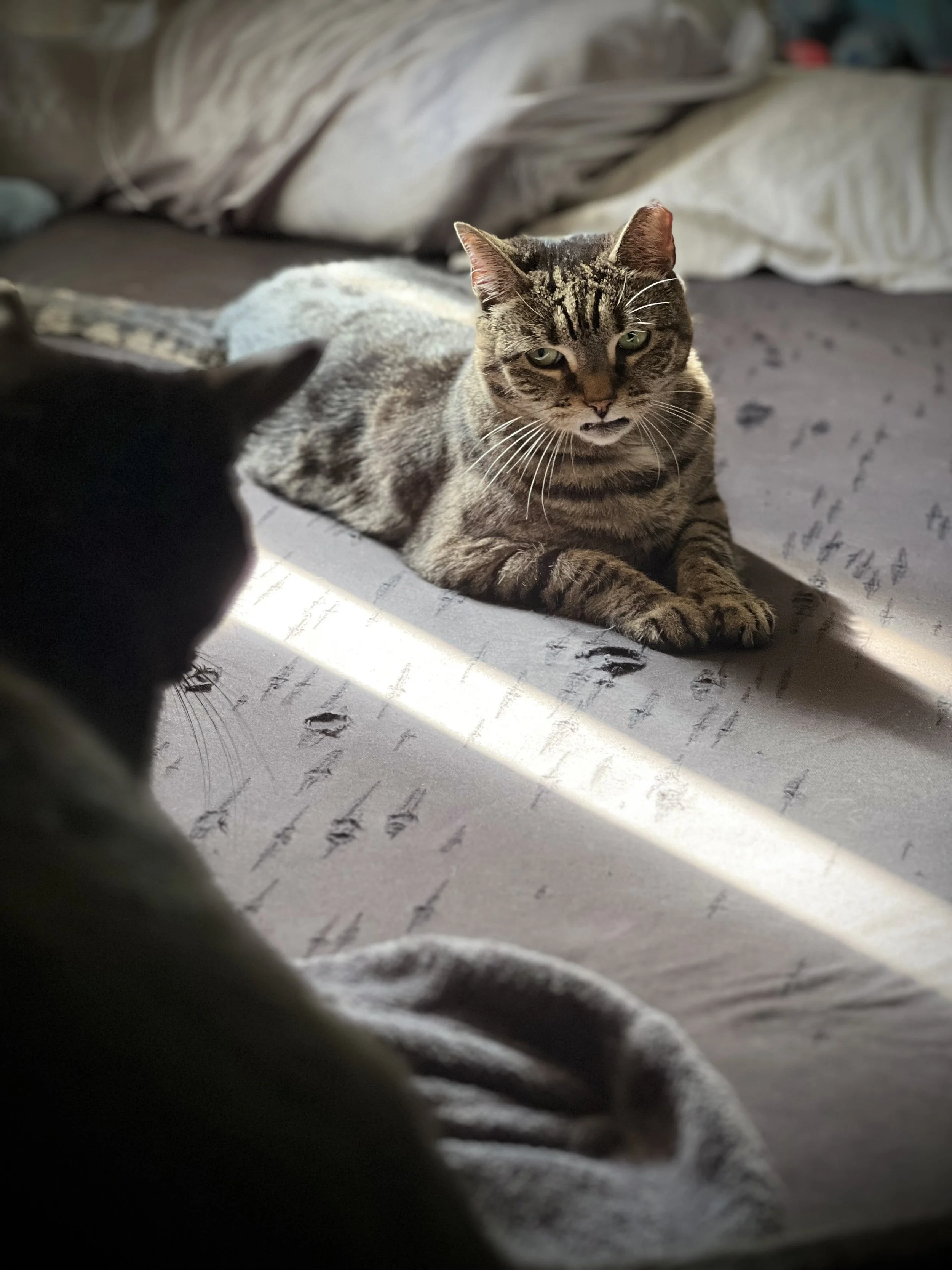 A tabby cat with green eyes lying on a bed, partially bathed in sunlight, with a pillow and blanket in the background, and another cat's head blurred in the foreground.