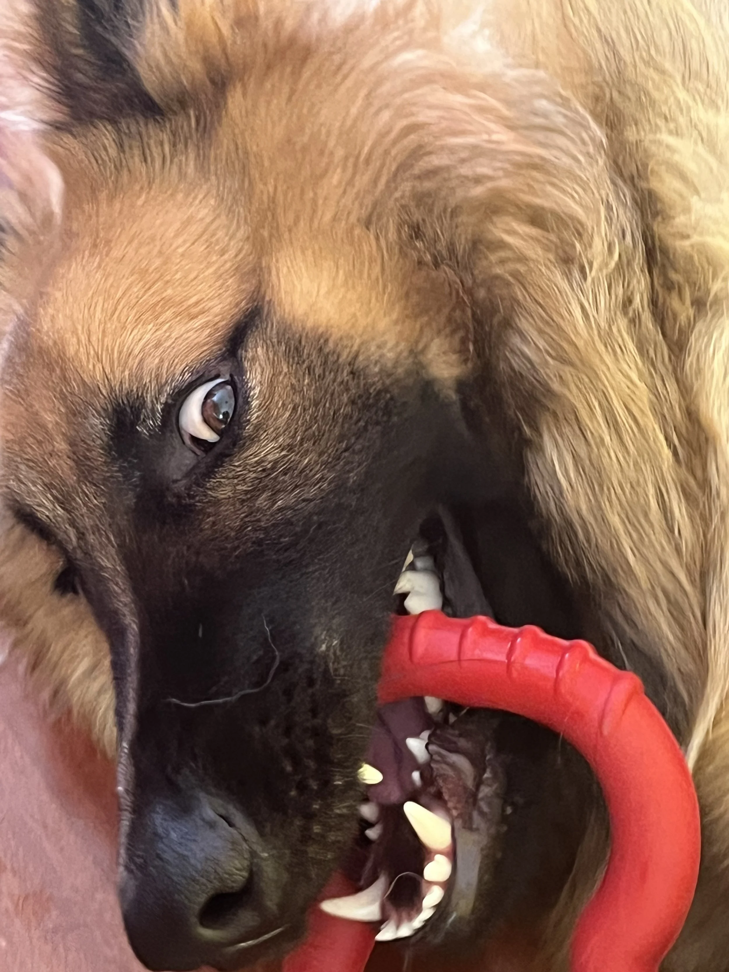 Close-up of a dog's face, showing its mouth open, teeth, tongue, and eye, with a red toy in the mouth.