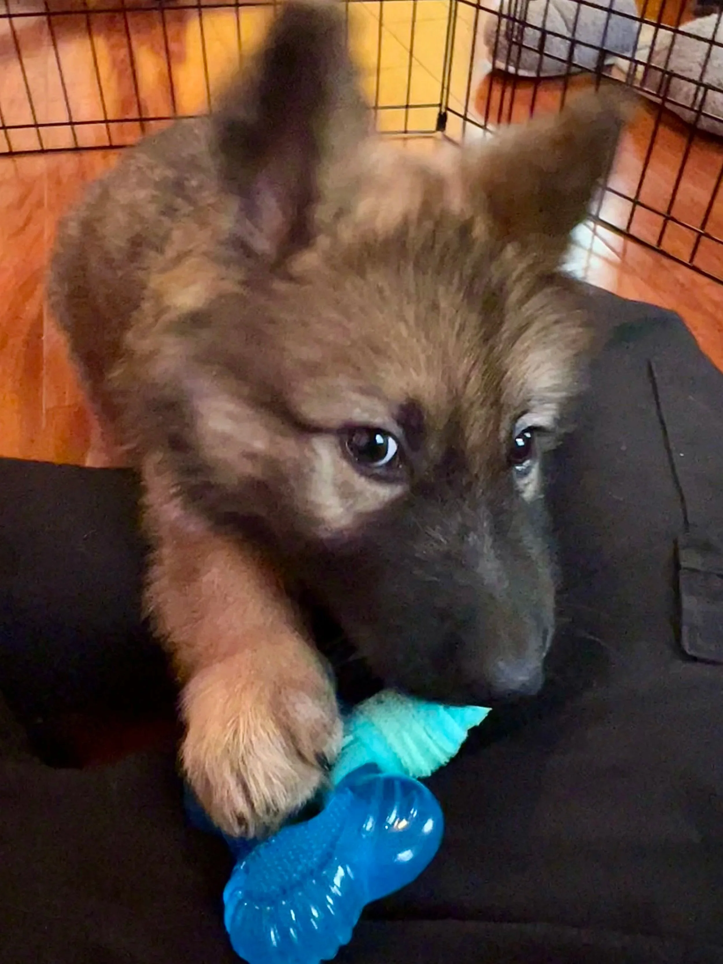 Cute puppy with brown fur and black eyes lying inside a metal crate, playing with a blue chew toy on a black surface with a colorful blanket in the background.