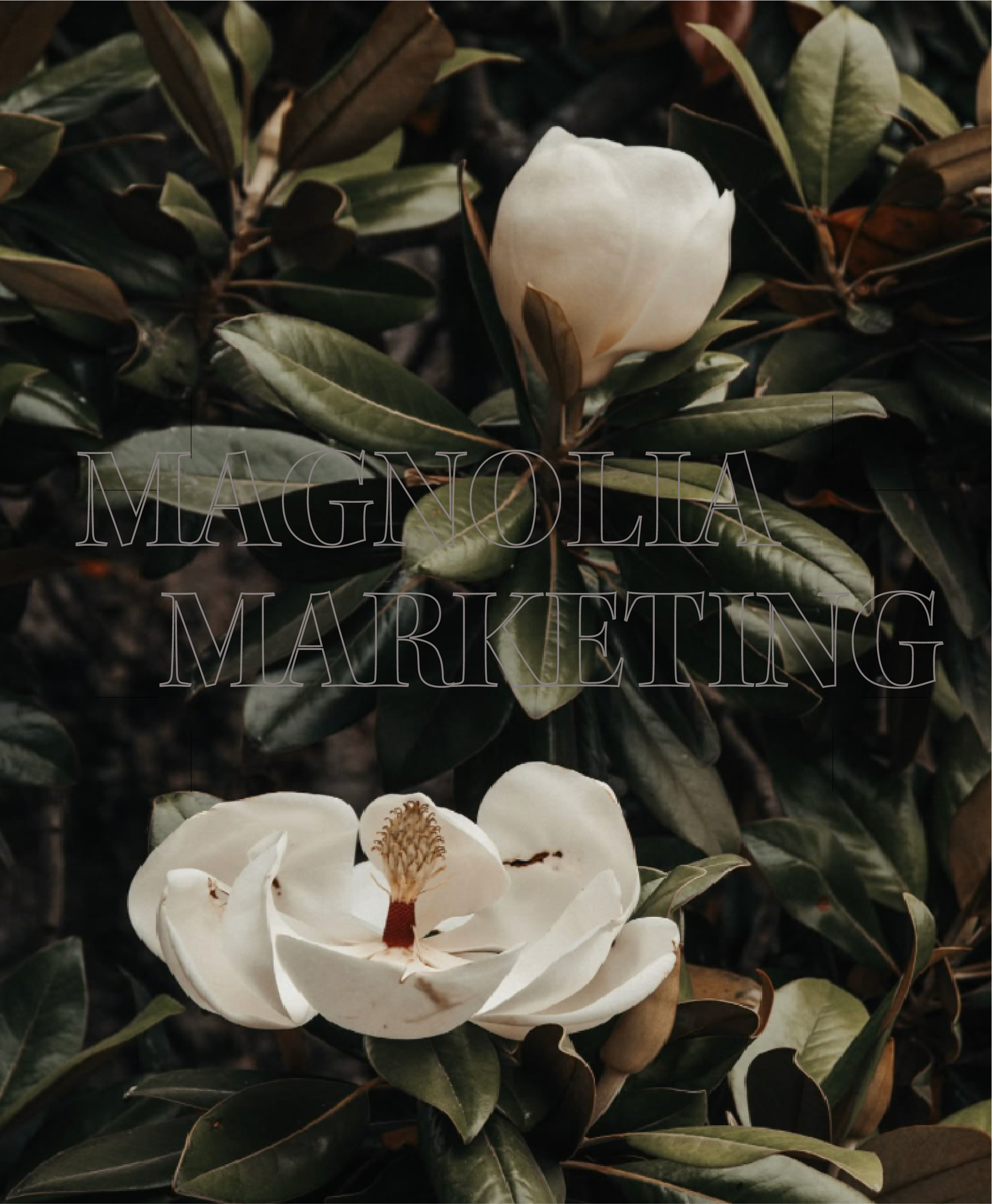 A close-up of a white magnolia flower in full bloom surrounded by dark green and brown leaves.