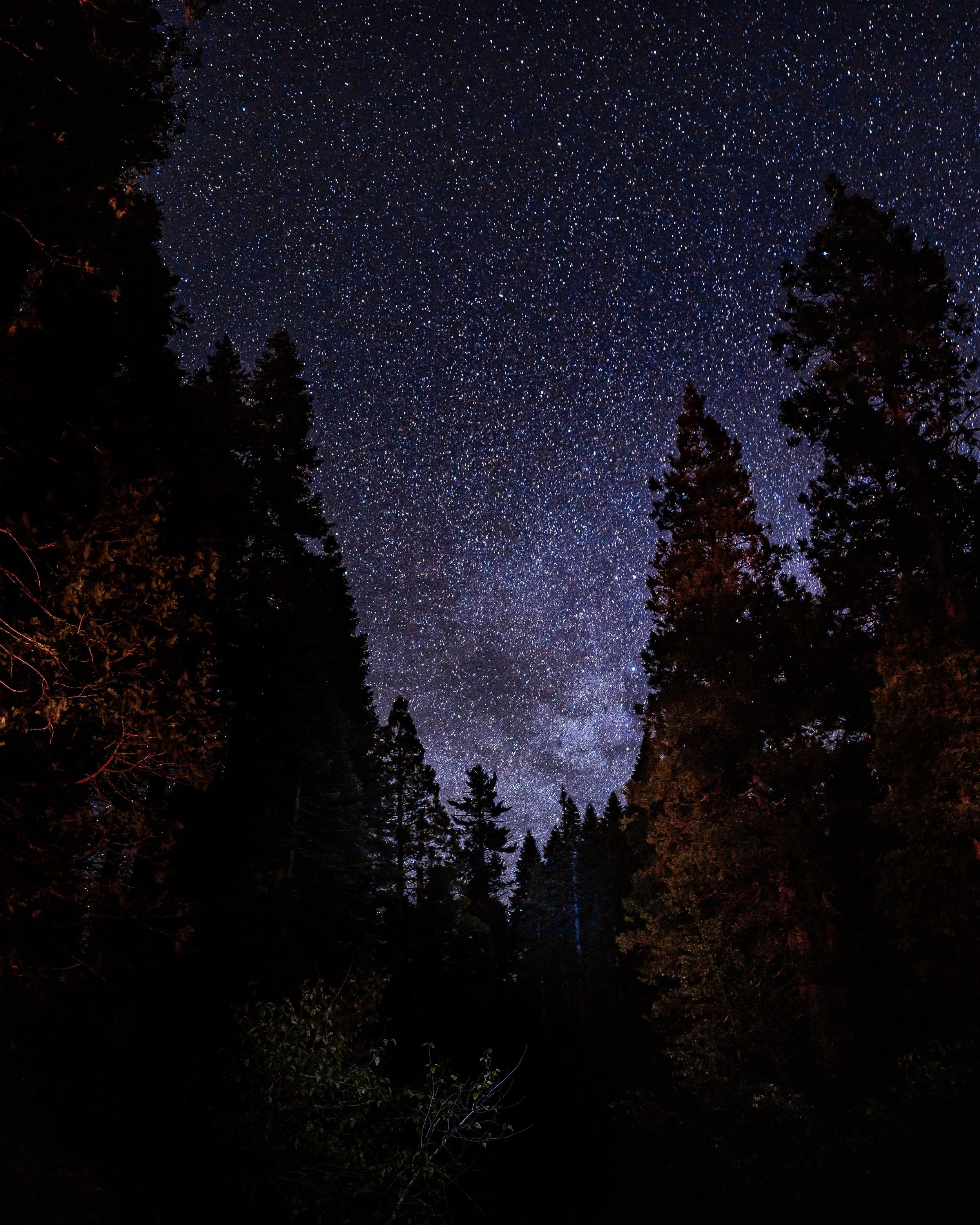 Night sky filled with stars visible through a forest of tall trees, with some foliage in the foreground.