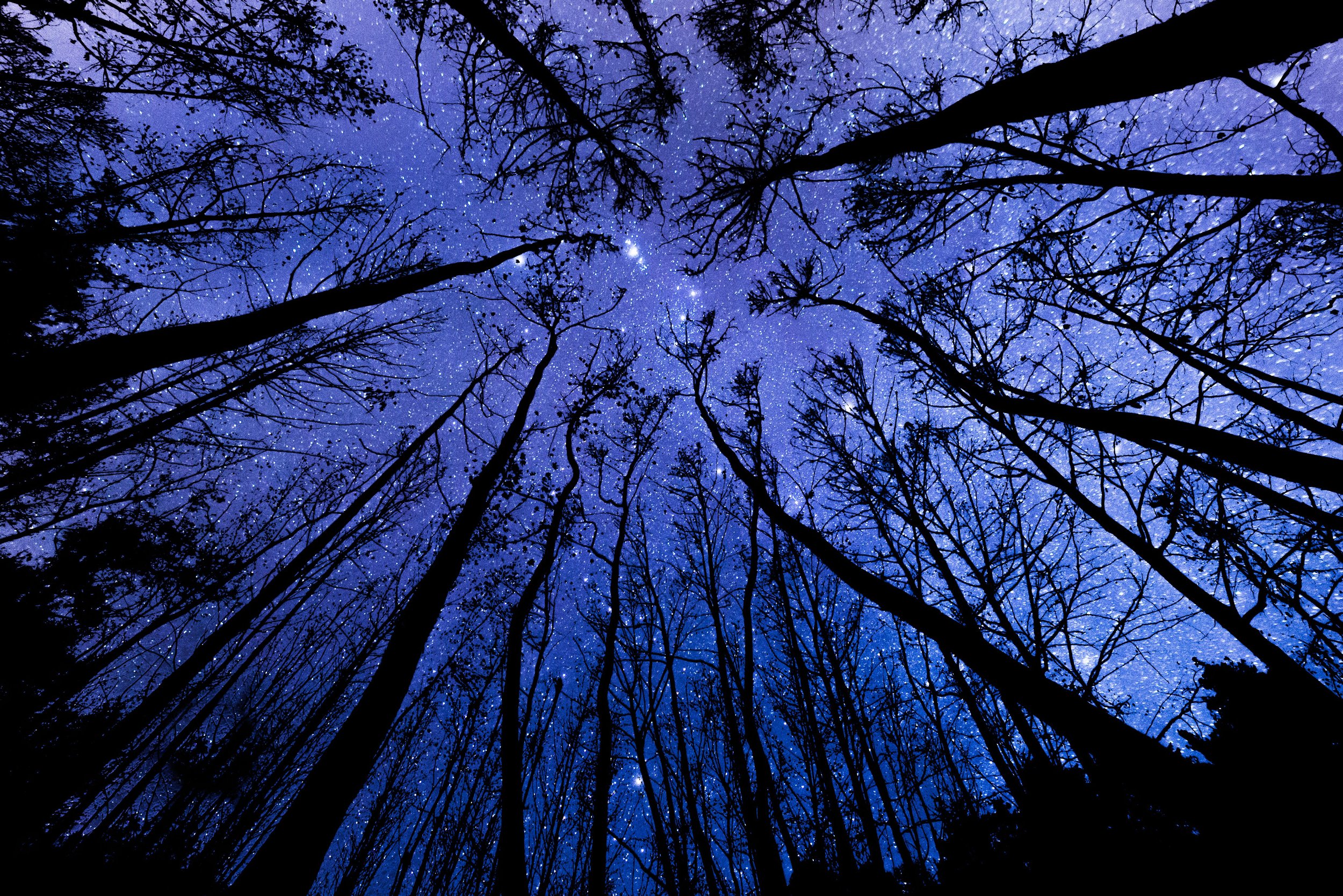Looking up at a starry night sky through tall, leafless trees.