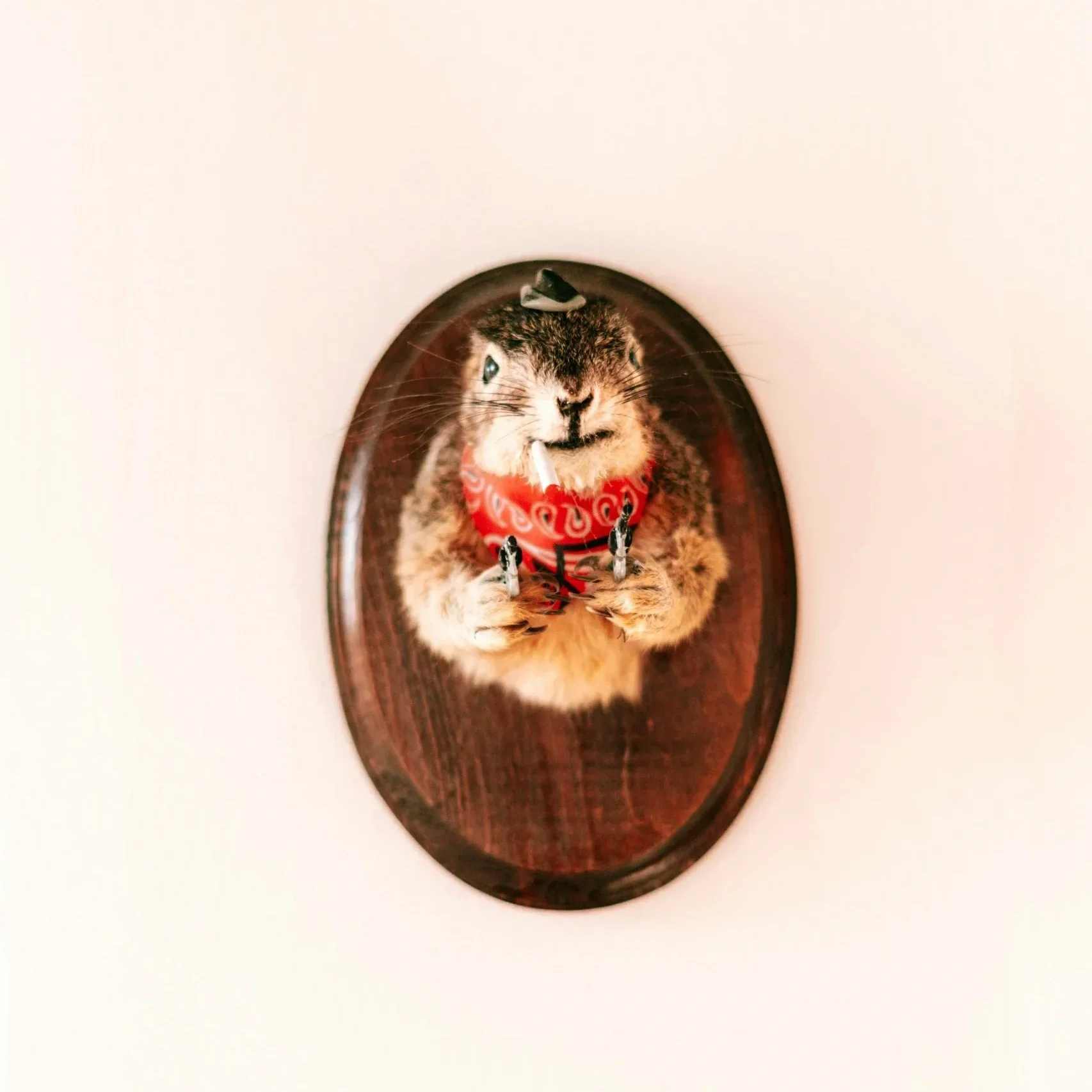 Plushie Taxidermy