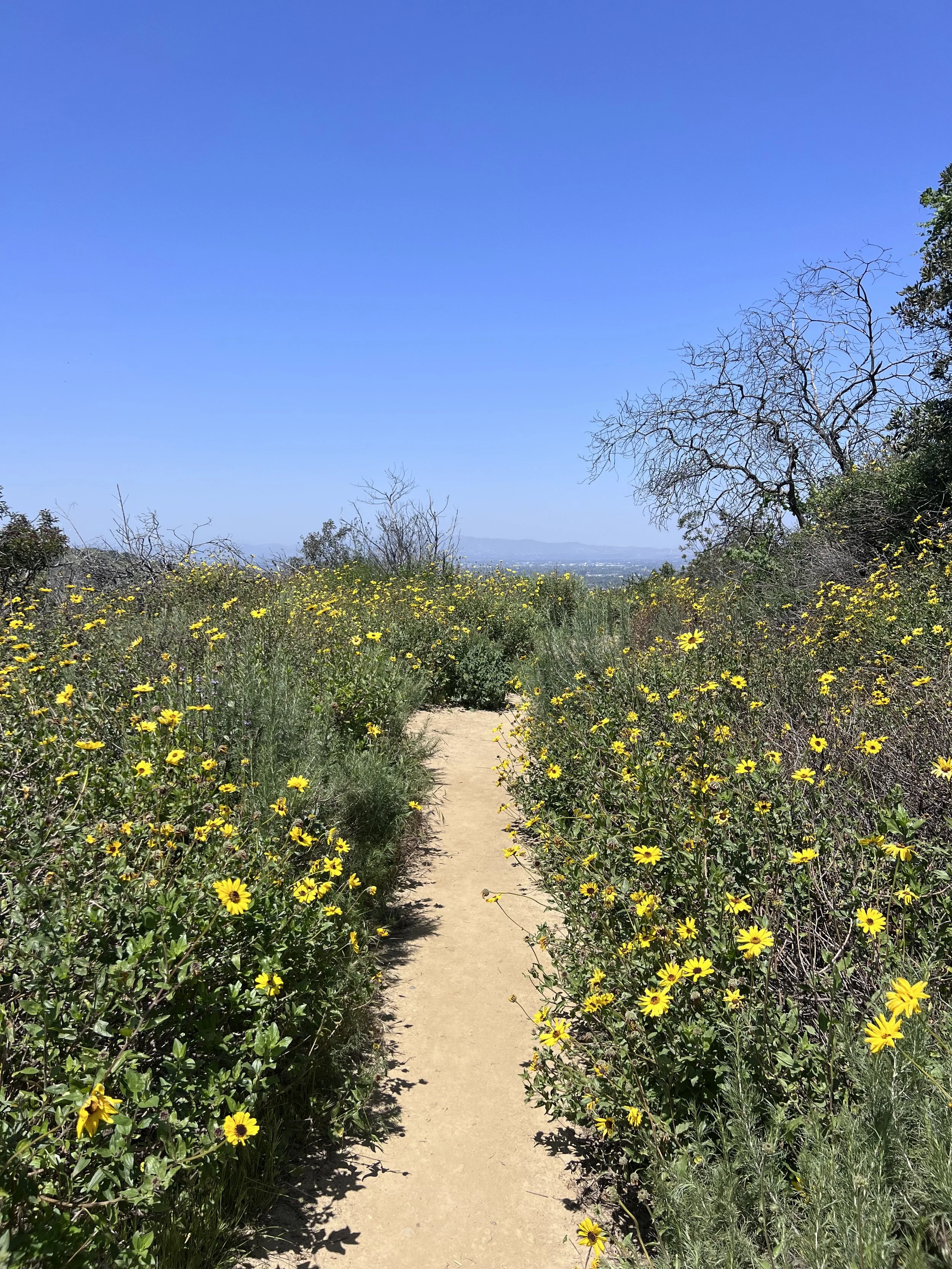 A dirt path winds through a wildflower-covered hillside with yellow flowers, leading towards distant mountains and a blue sky with some clouds.