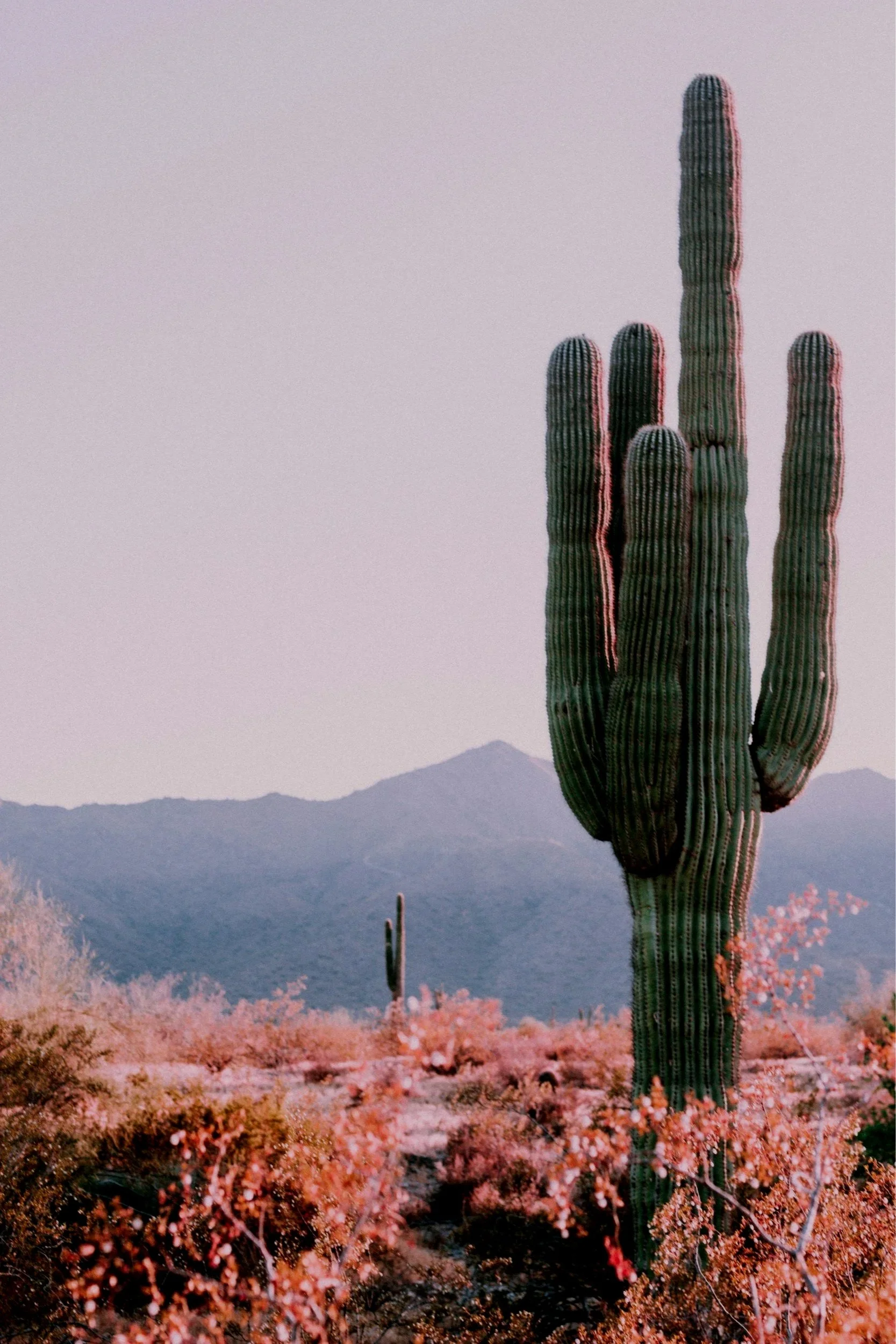 A tall cactus in a desert landscape with mountains in the background and pink flowering bushes in the foreground, under a pastel-colored sky.