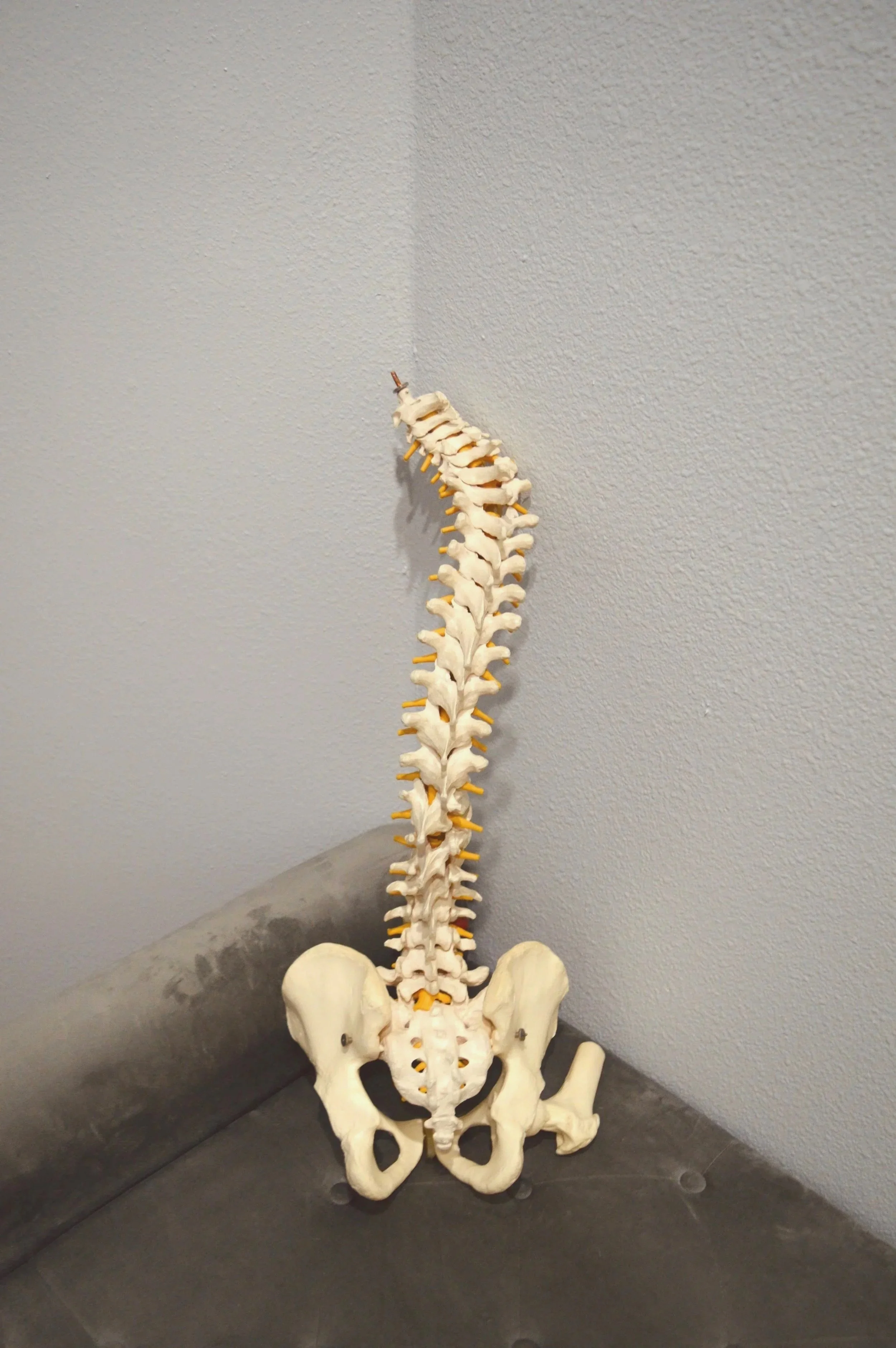A human spinal column model standing upright on a gray surface, with pelvis bones at the base, leaning against a light gray wall.