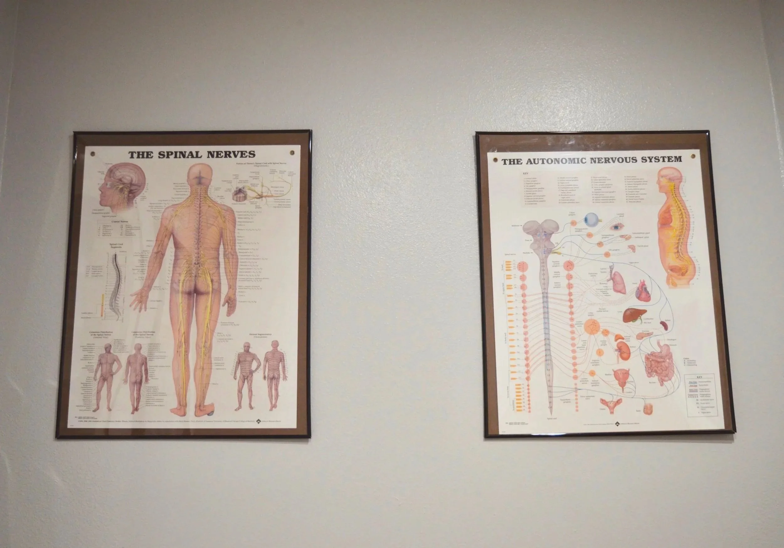 Two educational posters on a wall depicting the human nervous system, including the spinal nerves and autonomic nervous system.