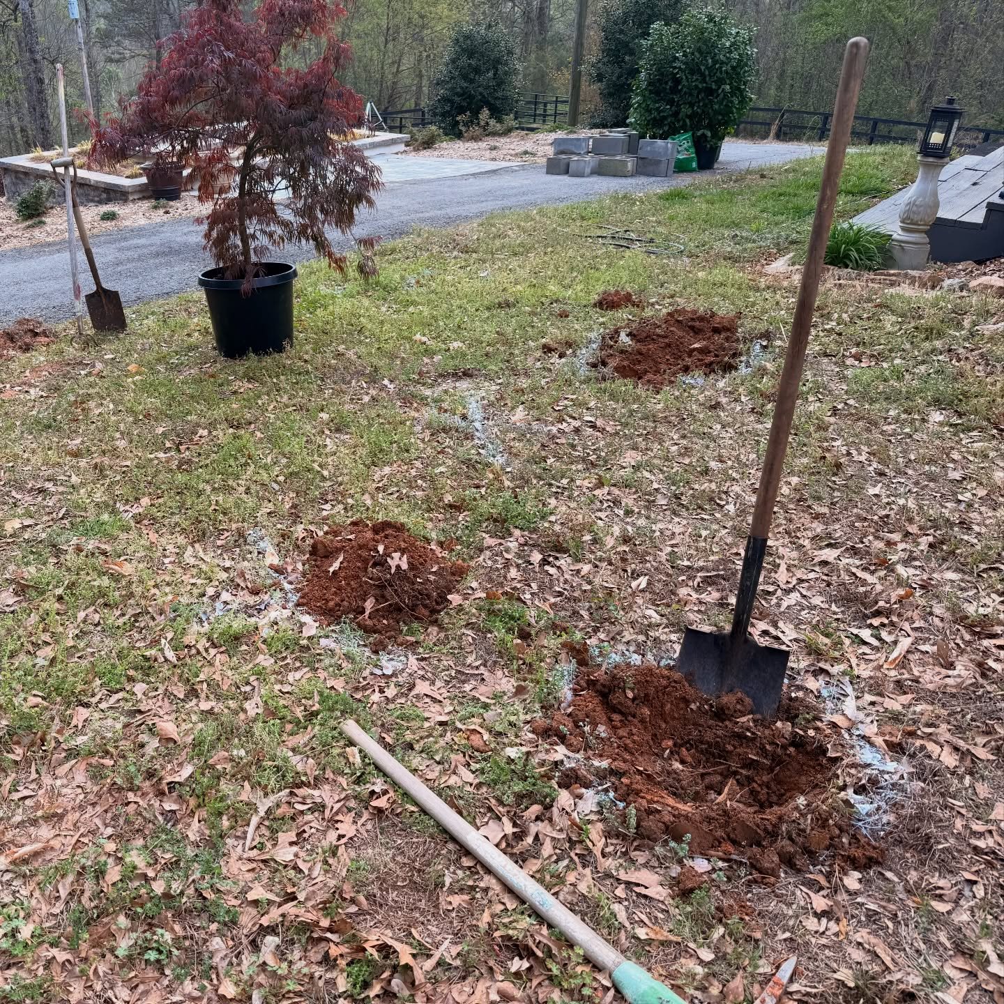 A yard in the process of planting a tree, with a shovel stuck in the ground next to a freshly dug hole, a small red-leafed tree in a black pot, and various gardening tools and supplies nearby.