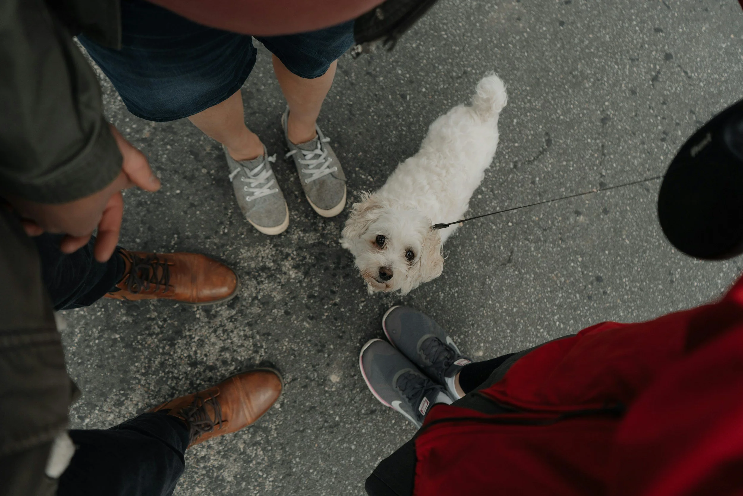 Overhead view of several people's legs and feet standing on asphalt, with a small white dog on a leash looking up at the camera.