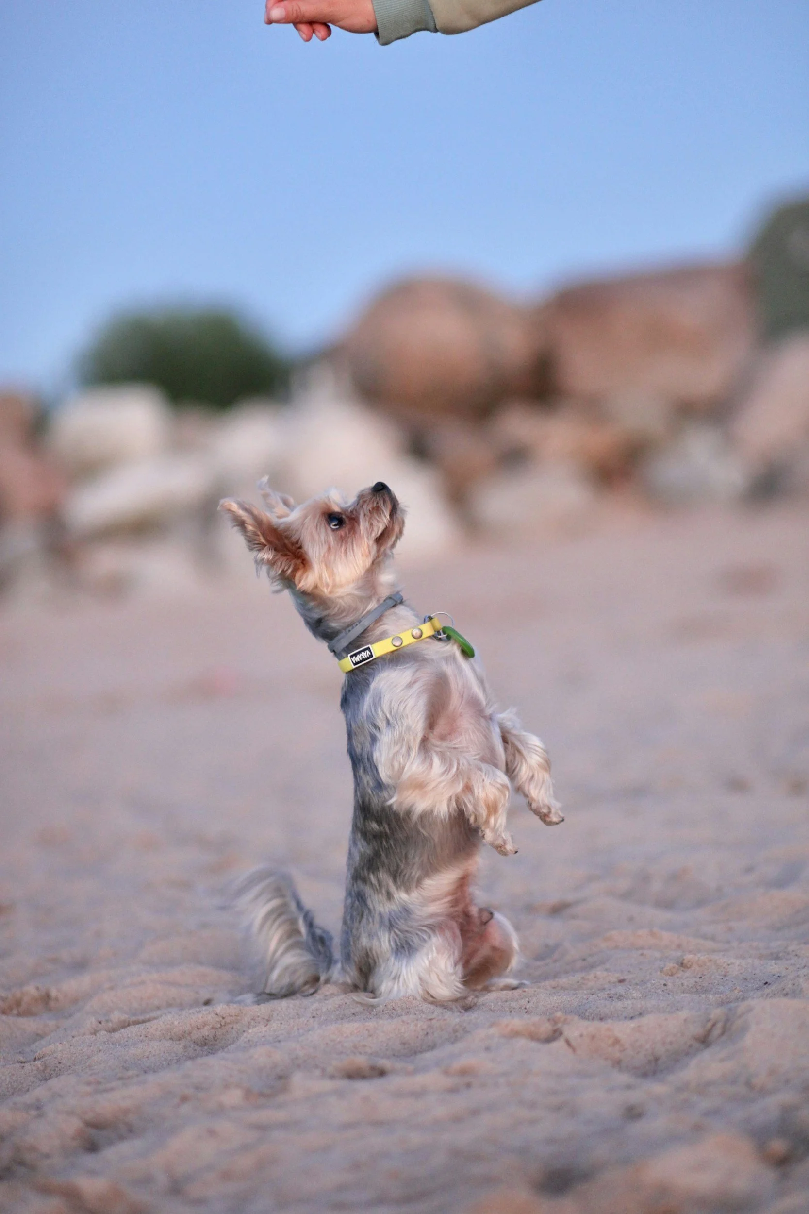 A small dog with long fur sitting on sandy ground at sunset or dusk, reaching up towards a person's extended hand, with blurred rocks and a blue sky in the background.