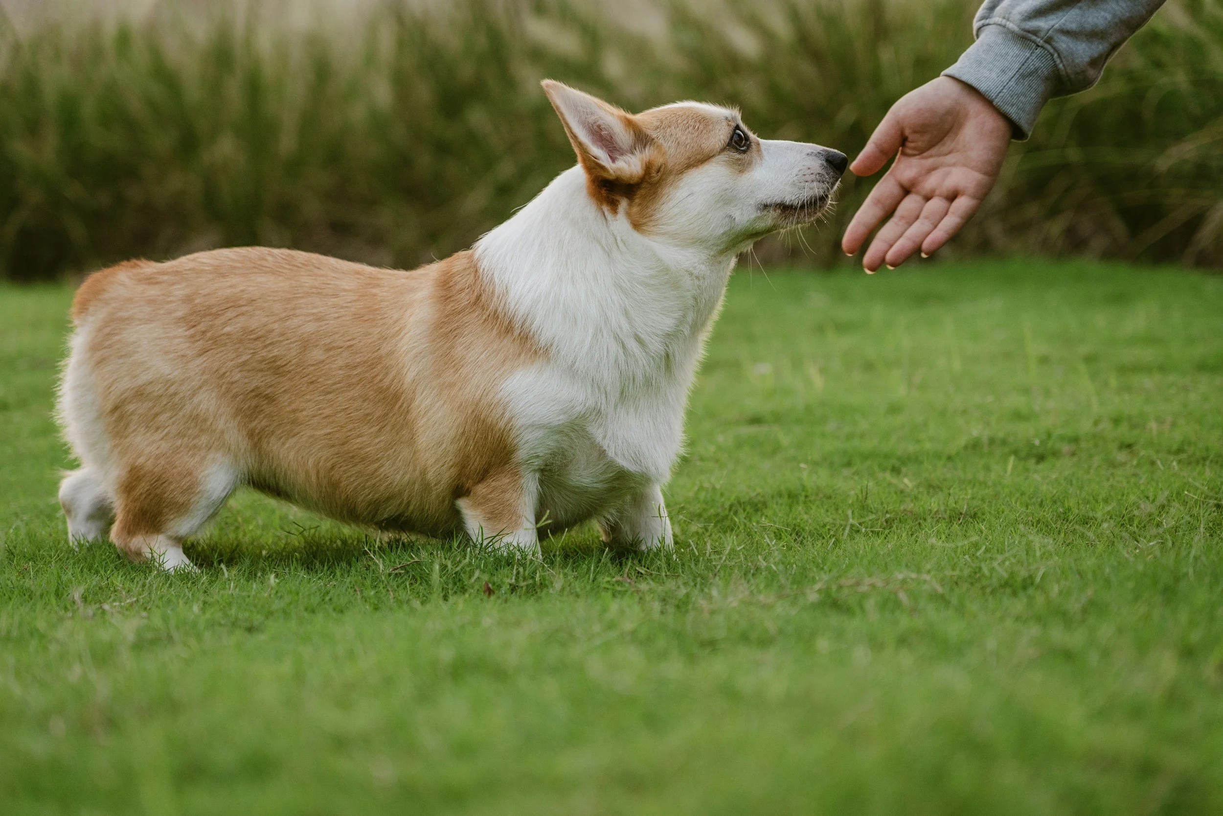 A person reaches out to pet a corgi dog on a grassy field with a green blurred background.
