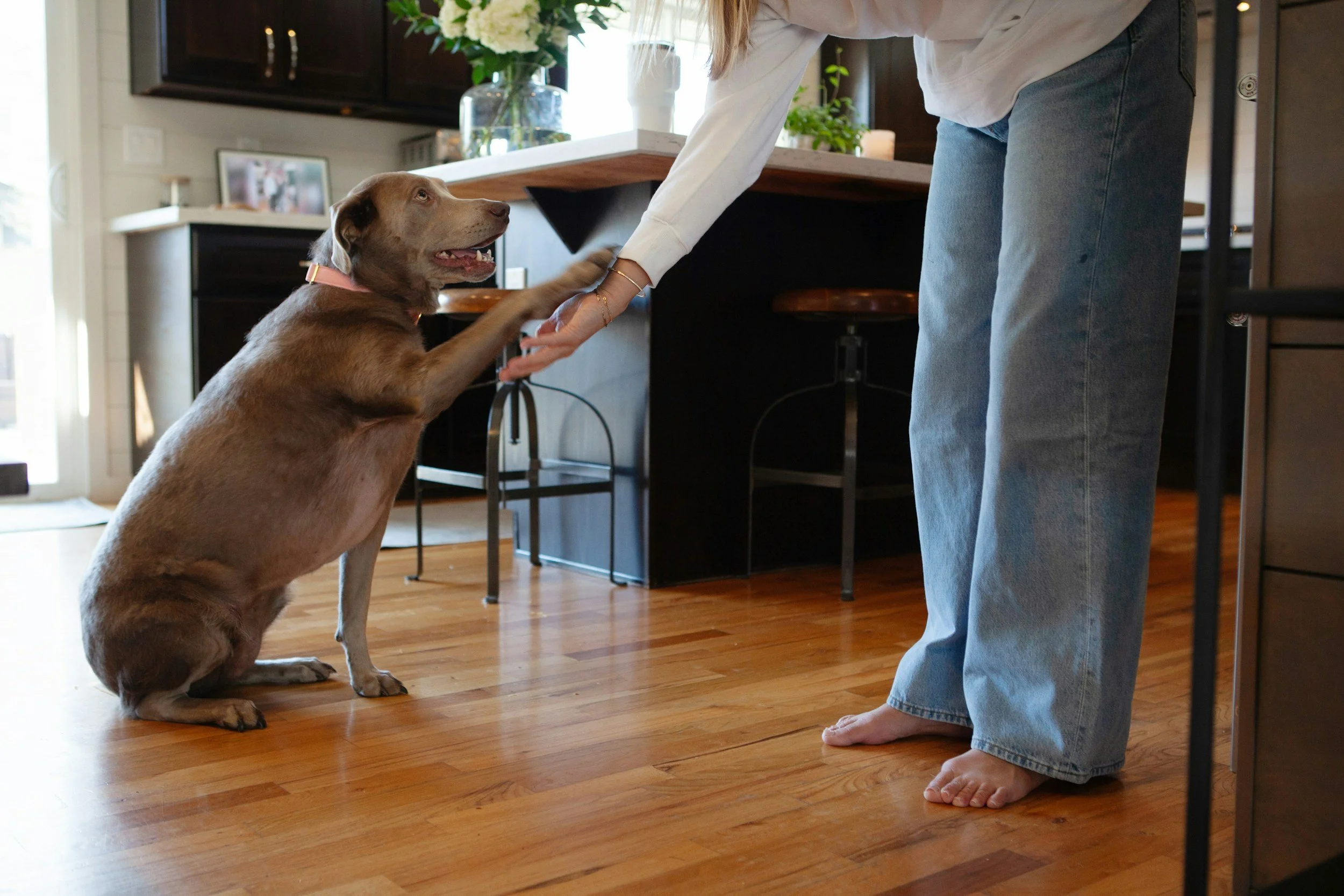 A person barefoot inside a home, kneeling and holding paws of a sitting chocolate Labrador dog with a pink collar, in a room with hardwood floor, a dining table, and decorative plants.