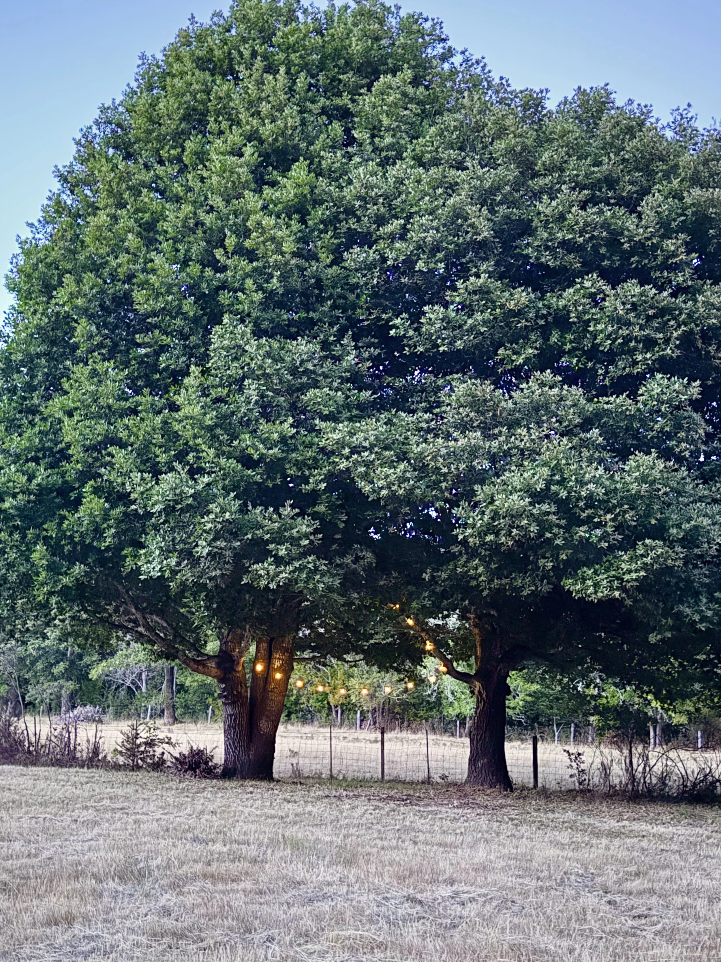 Meadowlark Campsite