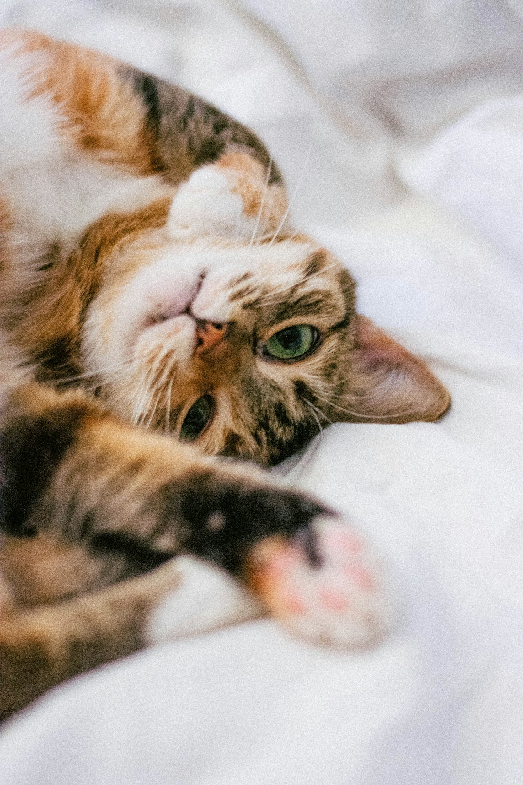 Close-up photo of a tabby cat with green eyes lying on its back, scratching or playing with its paw, against a white surface.