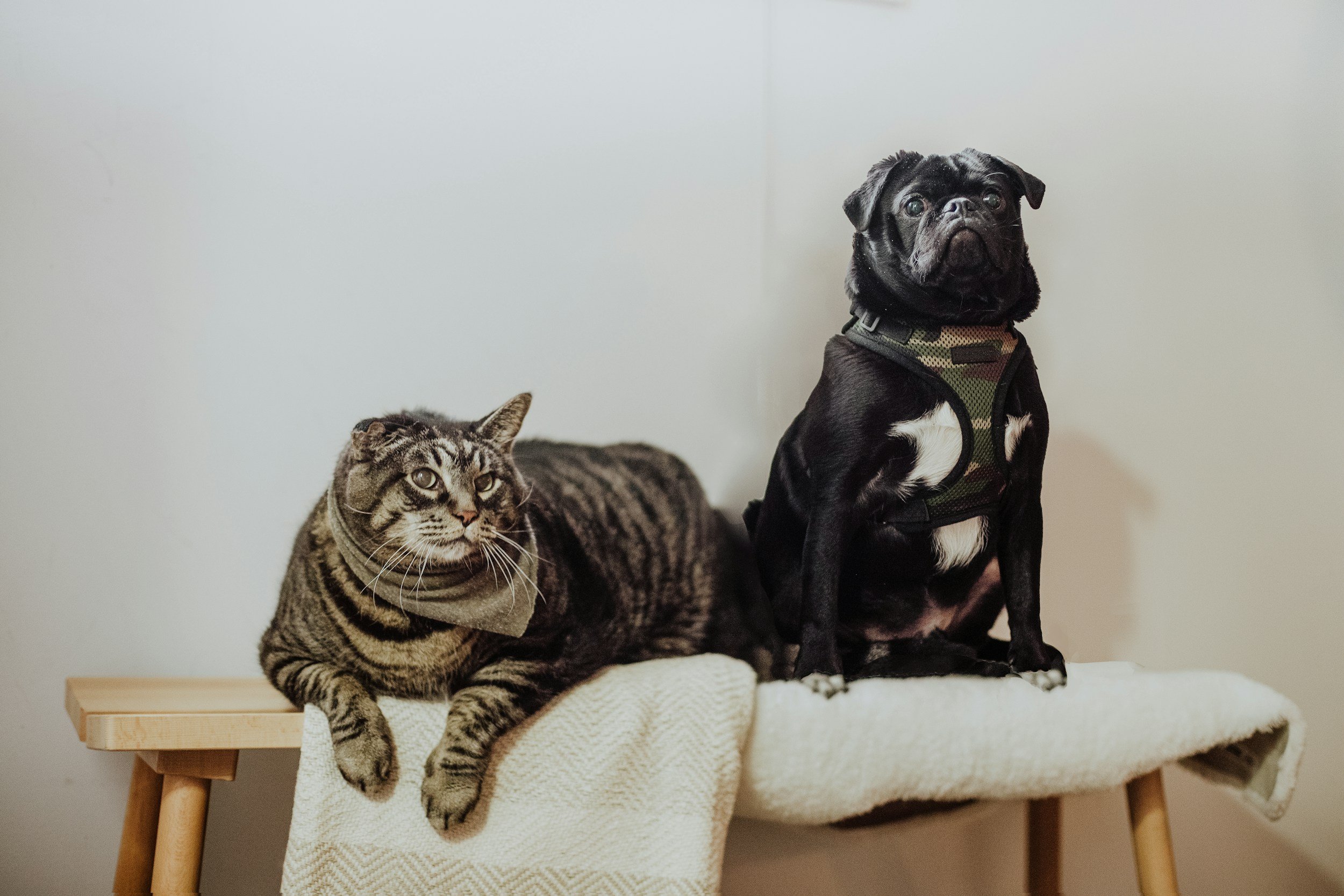 A tabby cat wearing a harness and a small black dog with a white chest and face sitting together on a cushioned bench with a blanket, against a plain white wall.