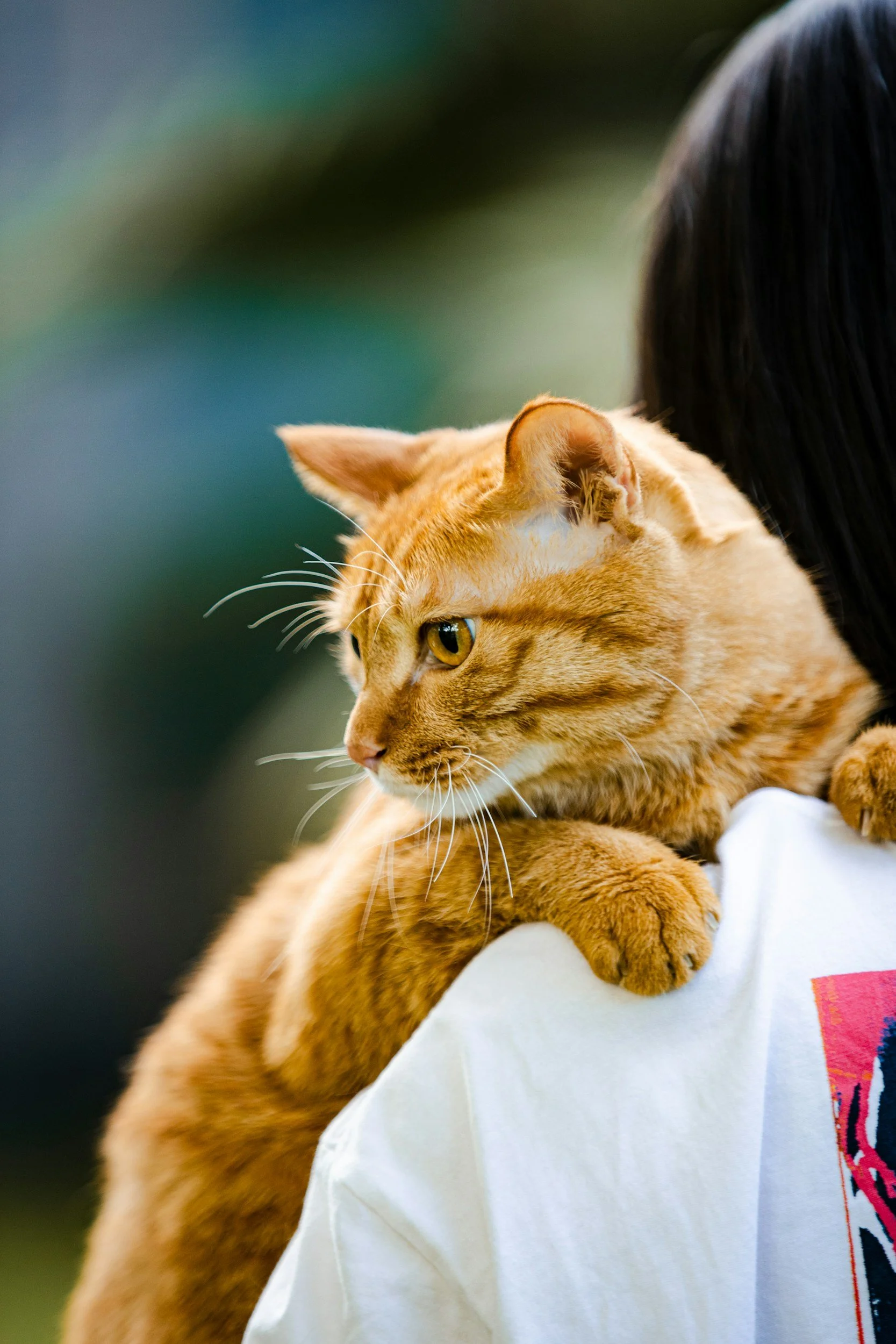 A close-up of an orange tabby cat with golden eyes resting on a person wearing a white shirt with a colorful pattern on the side, with a blurred green background.