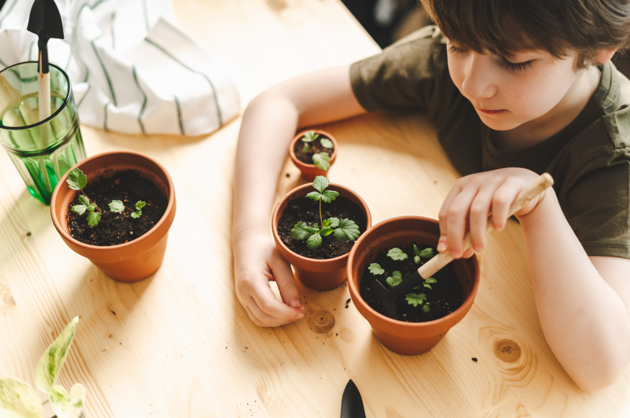 A young boy planting and tending to small strawberry plants in terracotta pots on a wooden table, with gardening tools and a striped cloth nearby.