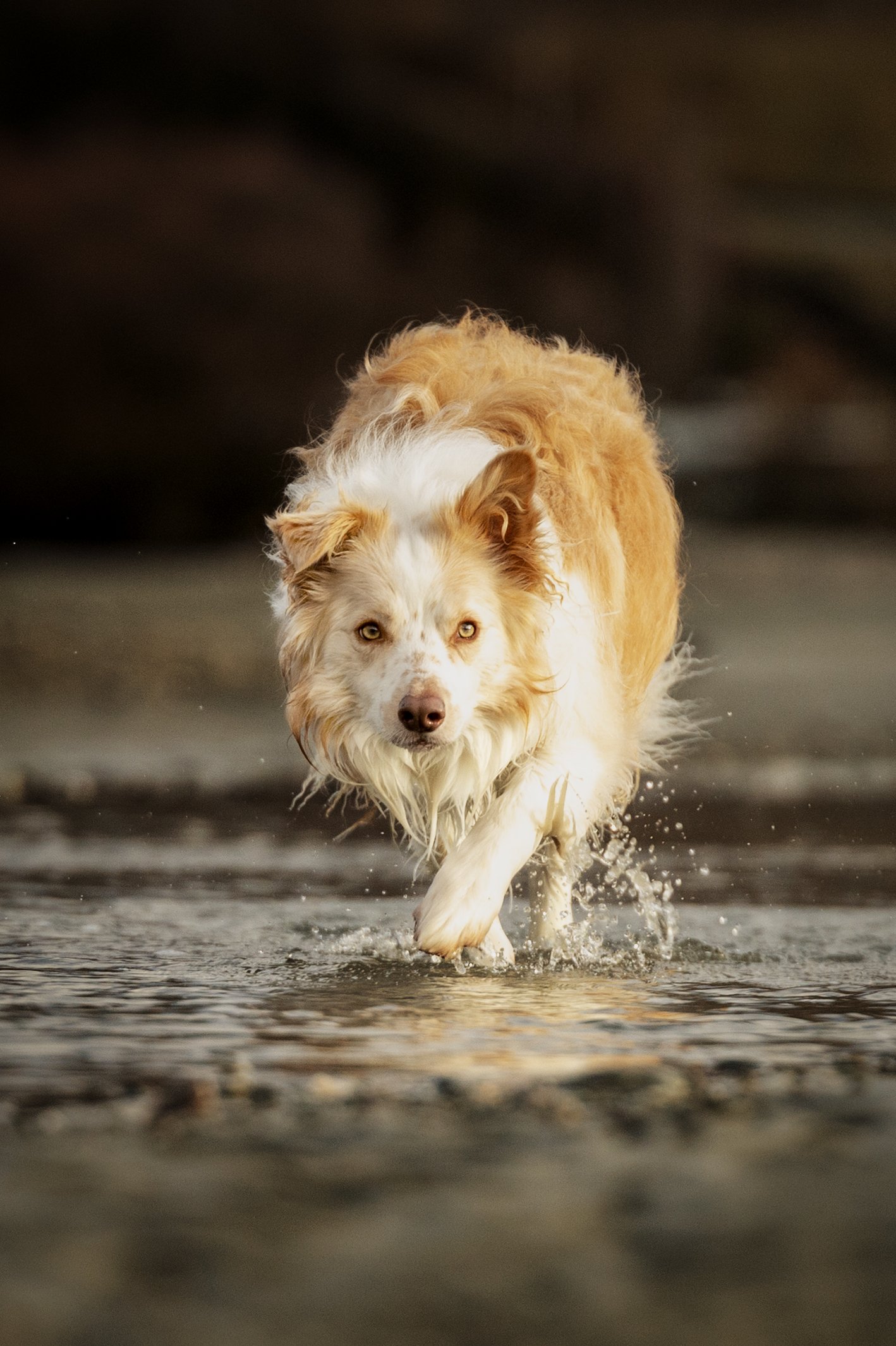 A dog with a red and white coat running through water at the beach.