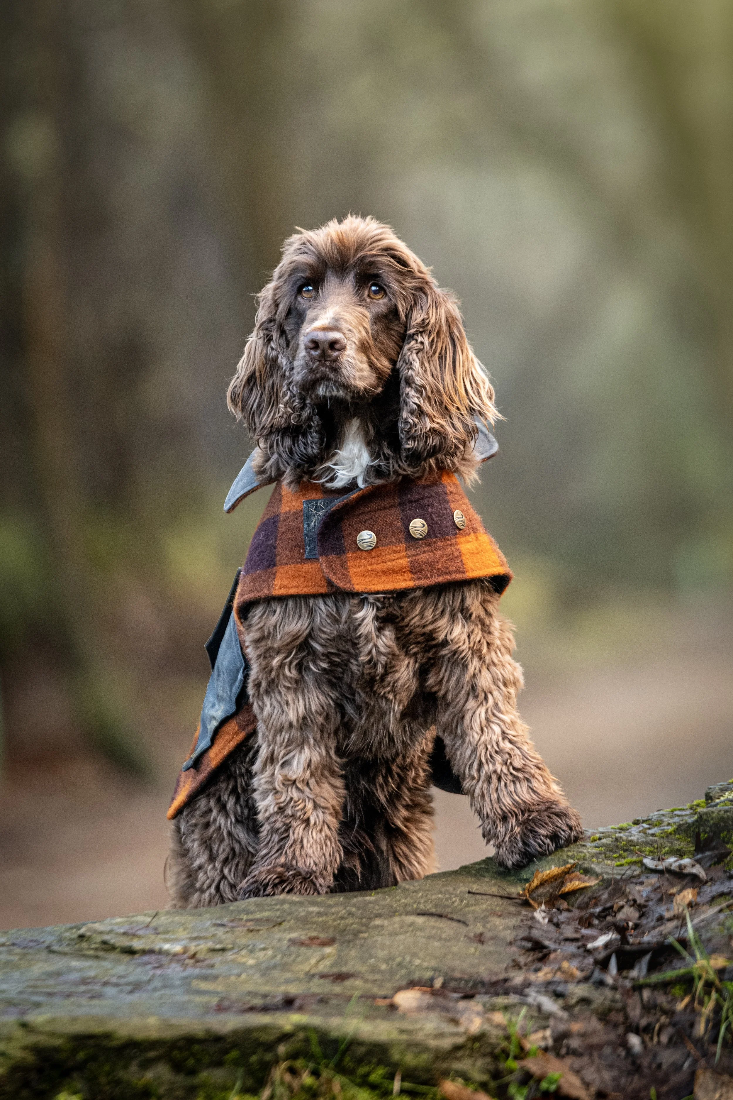 A puppy with wavy brown fur and long ears wearing a plaid coat with buttons, sitting on a mossy log in a forest setting.