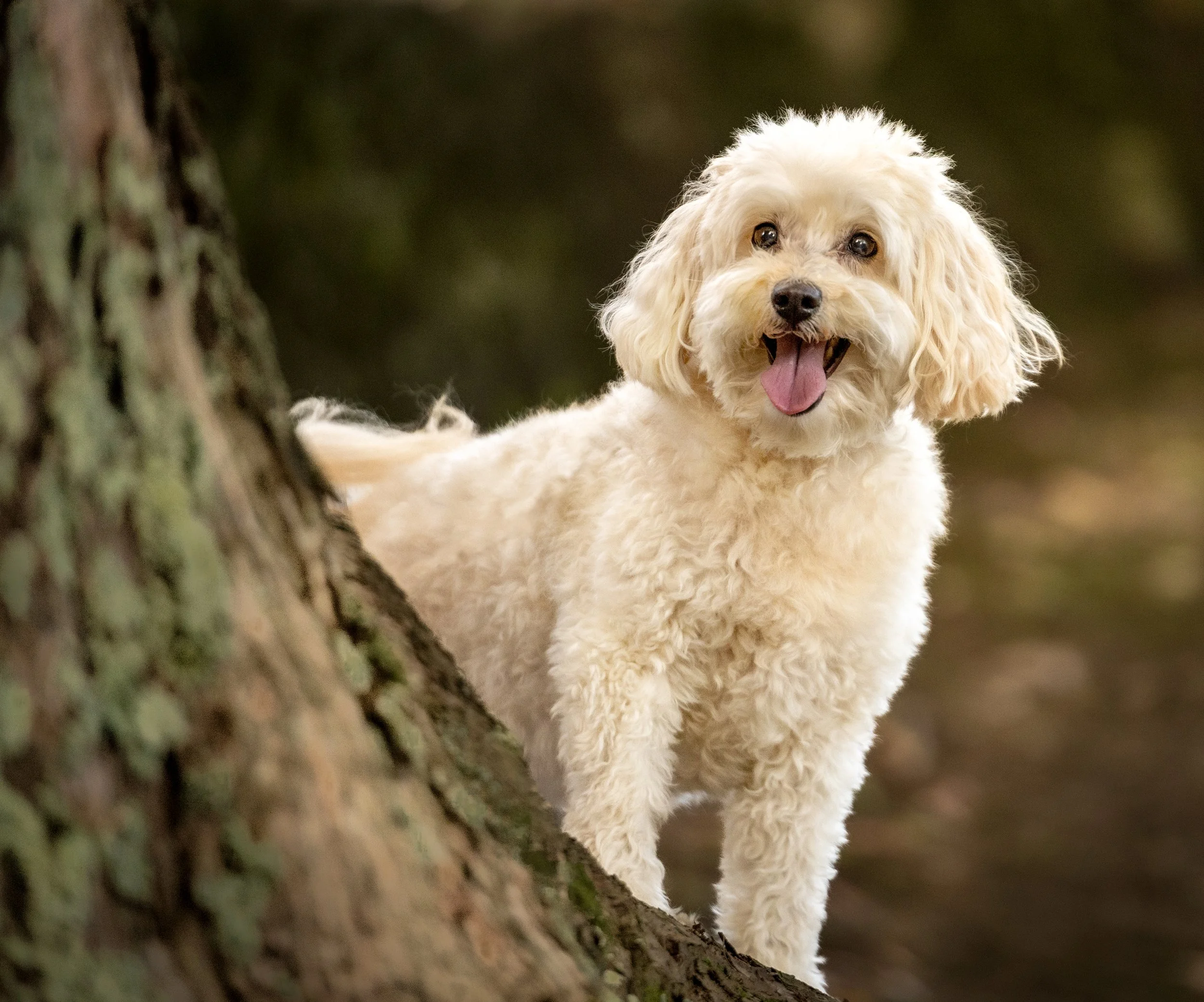 A light-colored, fluffy dog with curly fur, ears, and a friendly expression, peeking out from behind a tree trunk.
