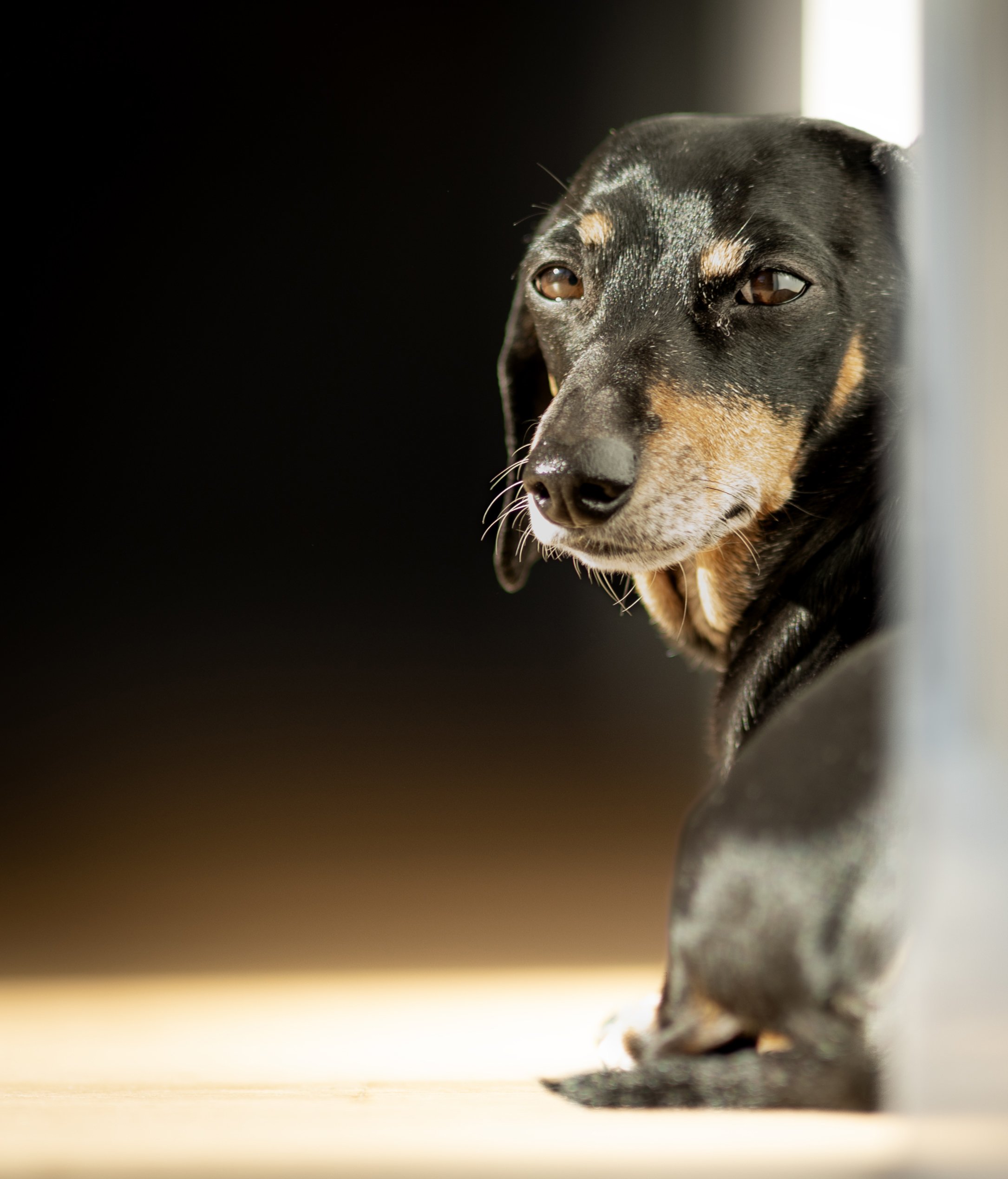 Close-up of a black and tan dog sitting in a doorway with a thoughtful expression.