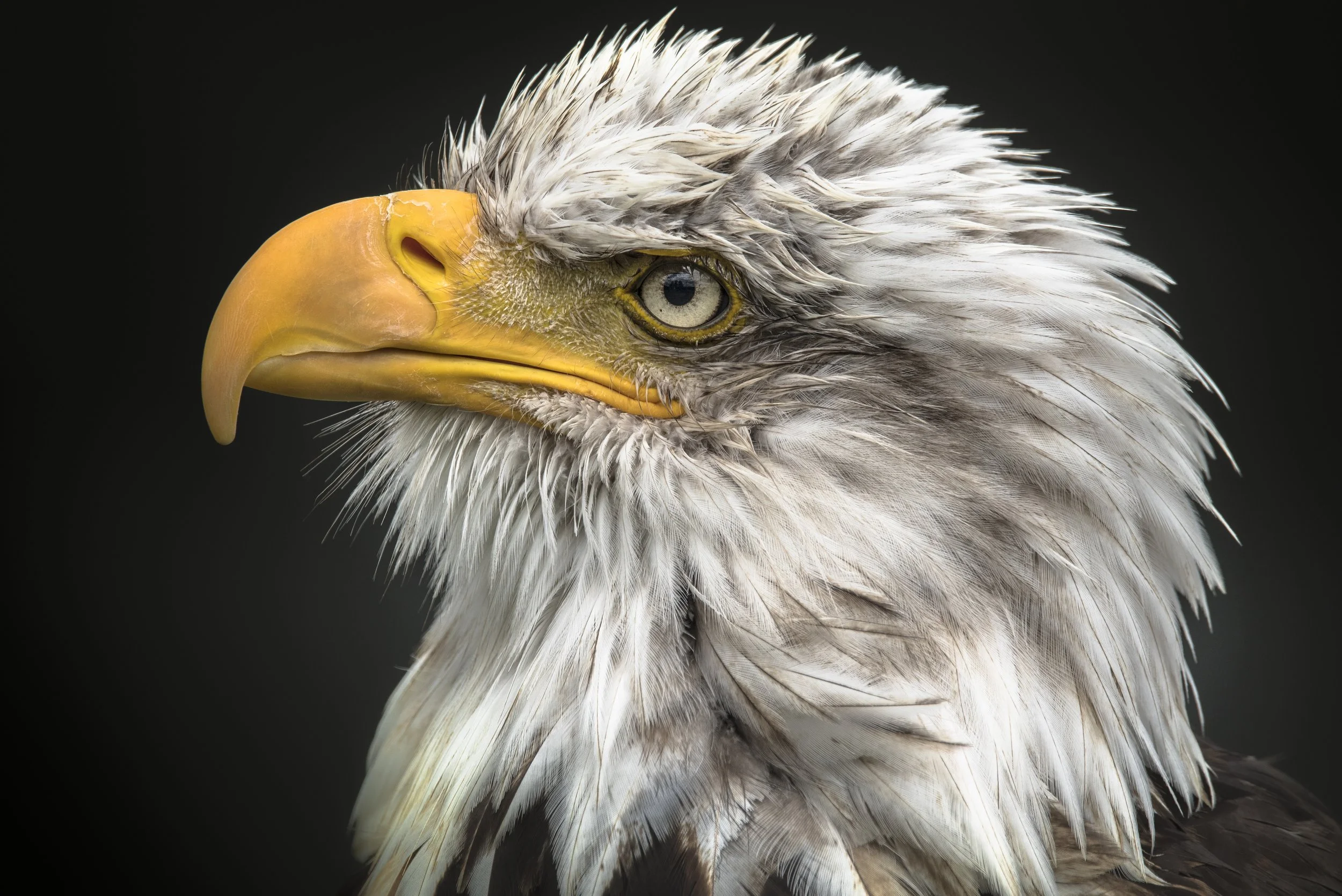 Close-up of a bald eagle's head with white feathers, a yellow beak, and piercing eyes against a black background.