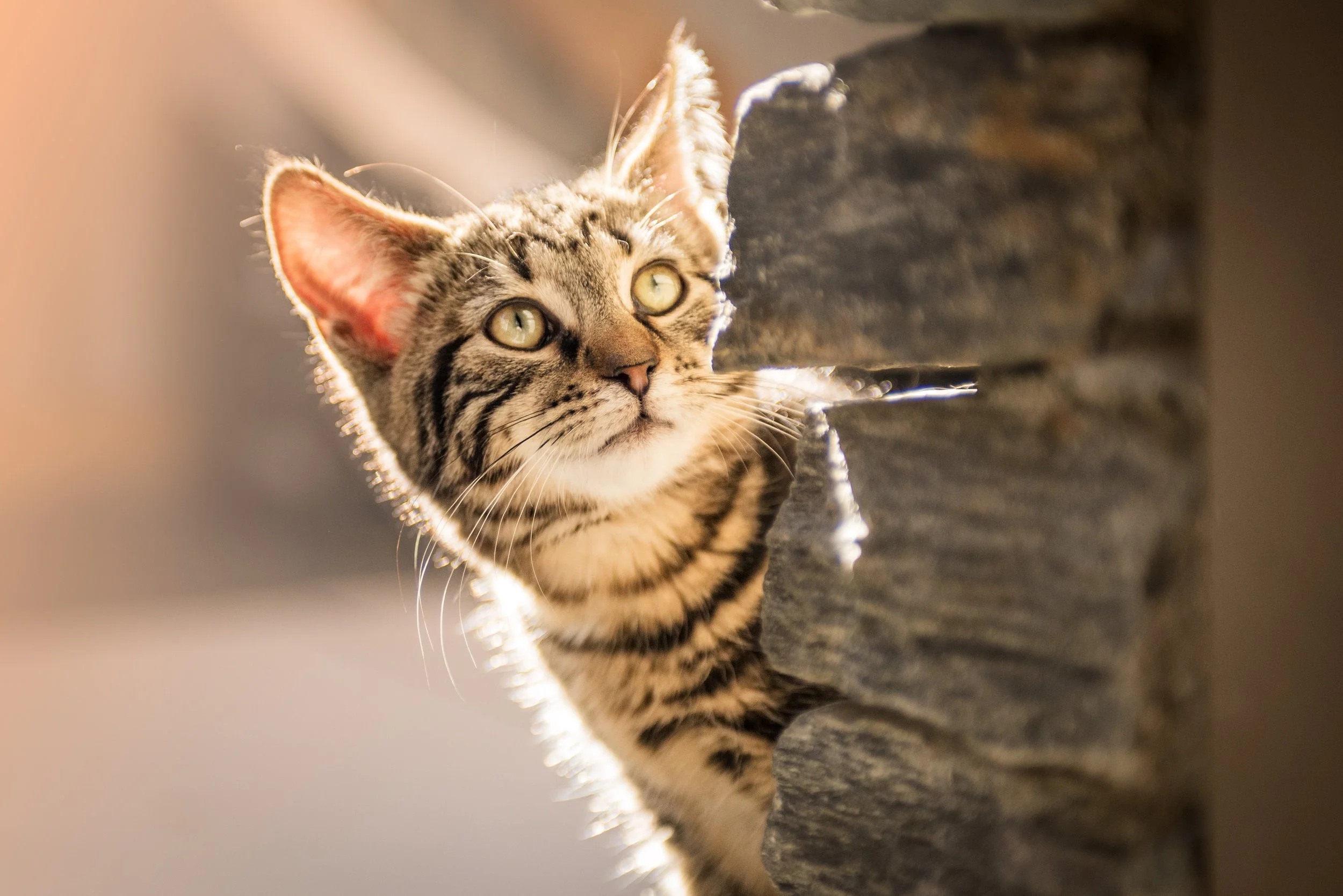 Close-up of a tabby cat with green eyes and striped fur, lying on a stone surface, illuminated by warm sunlight.