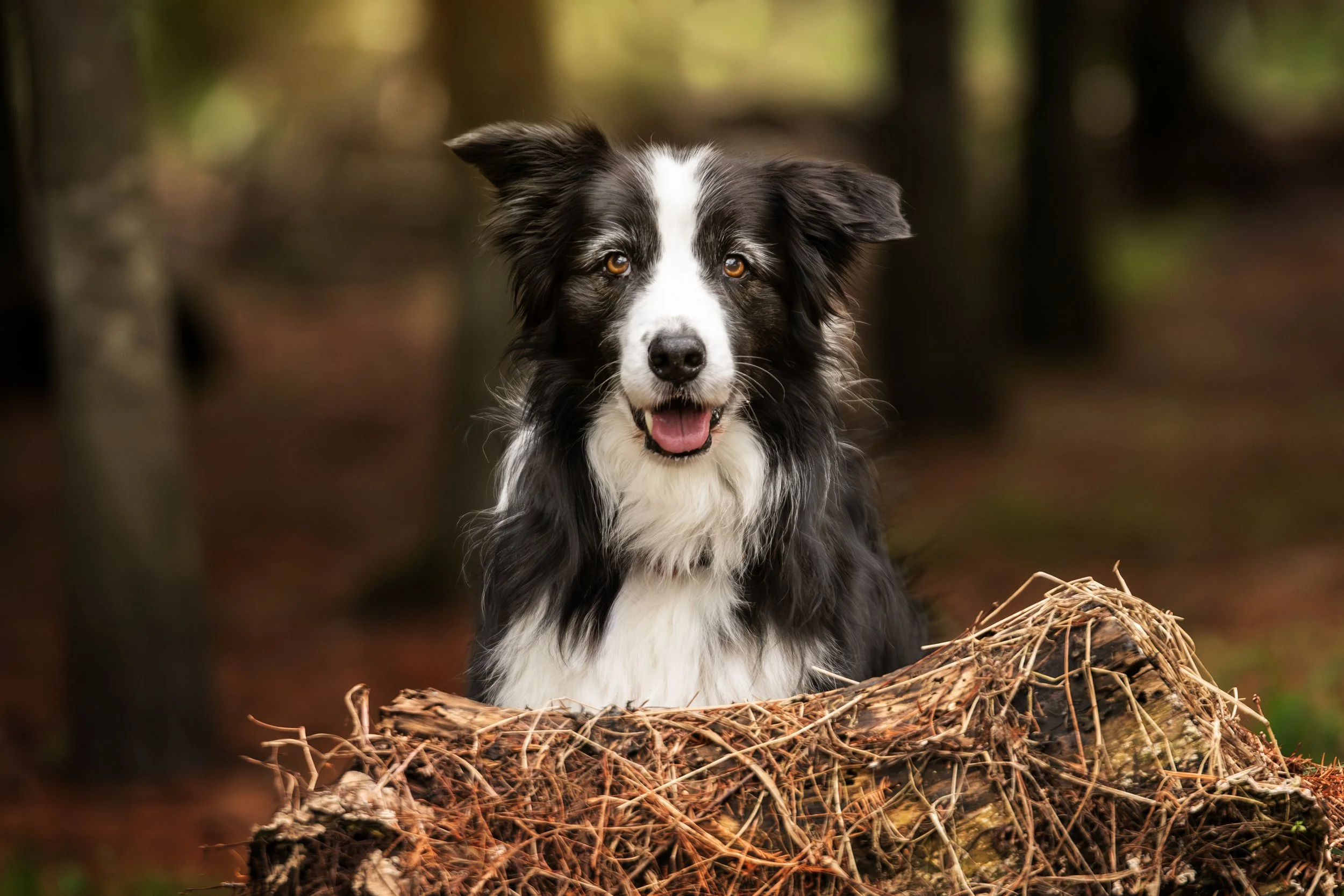 A black and white dog, likely an Australian Shepherd, sitting on a nest made of twigs in a forest with blurred trees in the background.