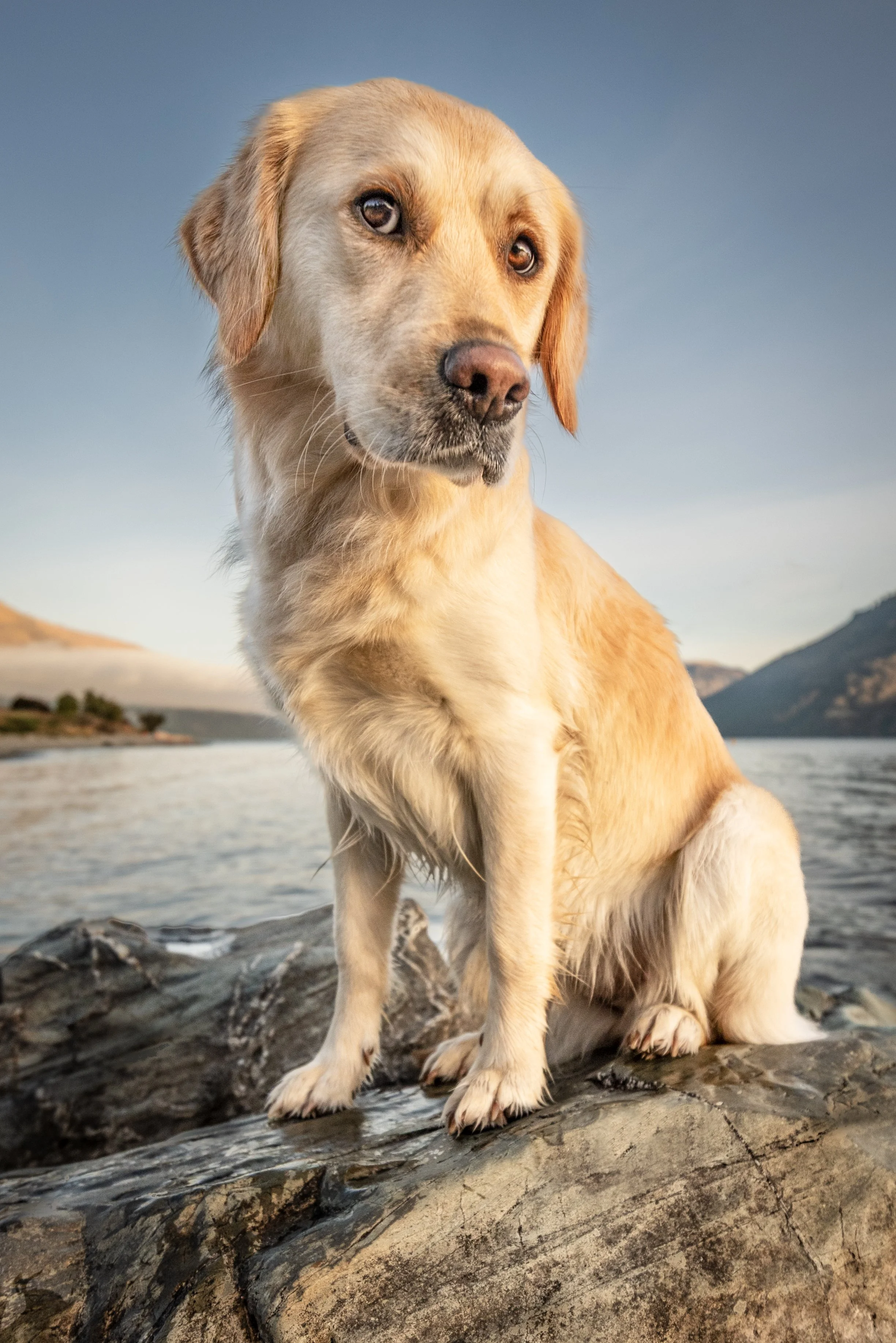 A golden-colored dog with expressive eyes sitting on a rocky surface near a body of water with mountains in the background during sunset.
