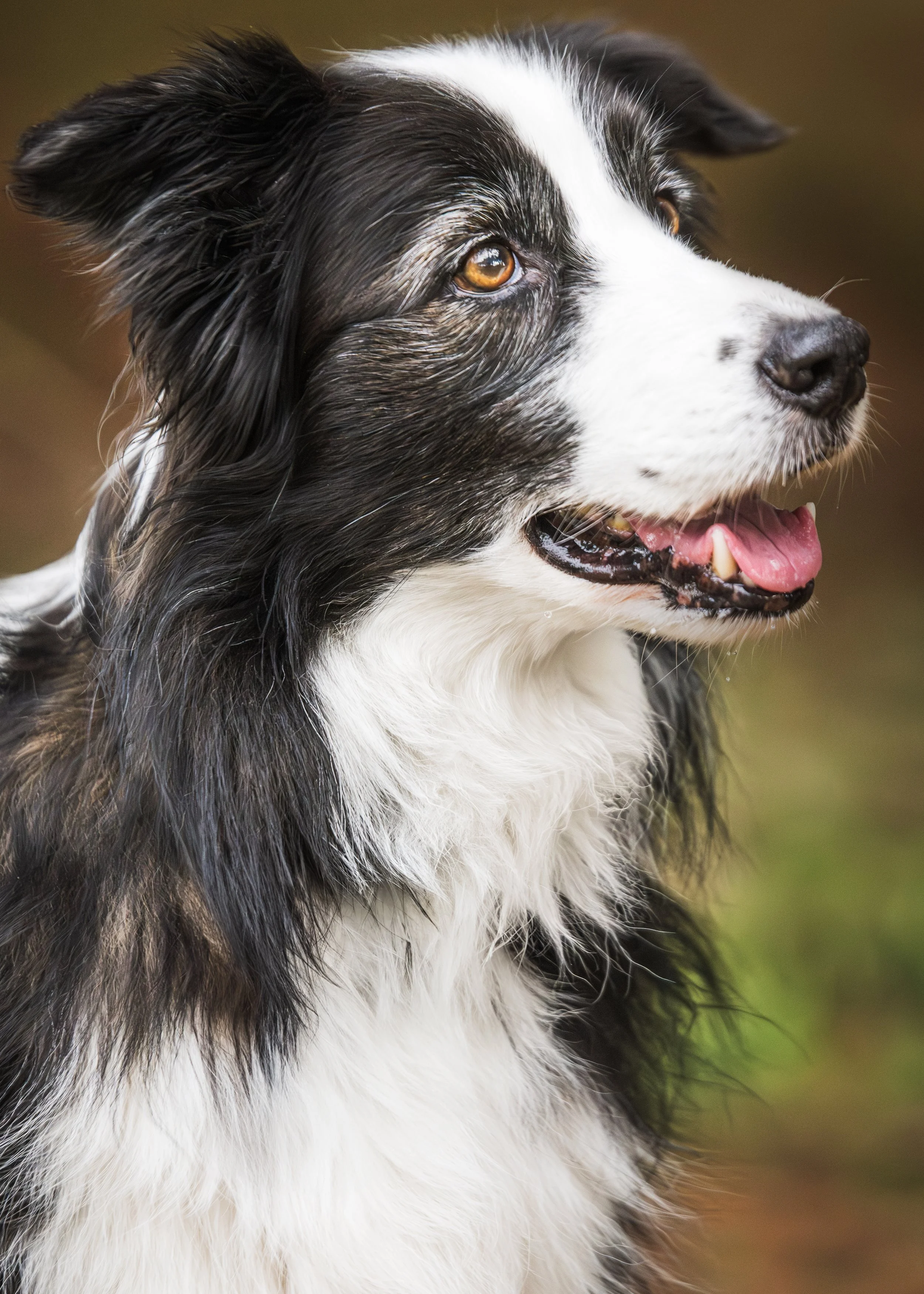 A close-up of a black and white dog, likely a Border Collie, with brown eyes and a pink tongue slightly out, looking to the side.