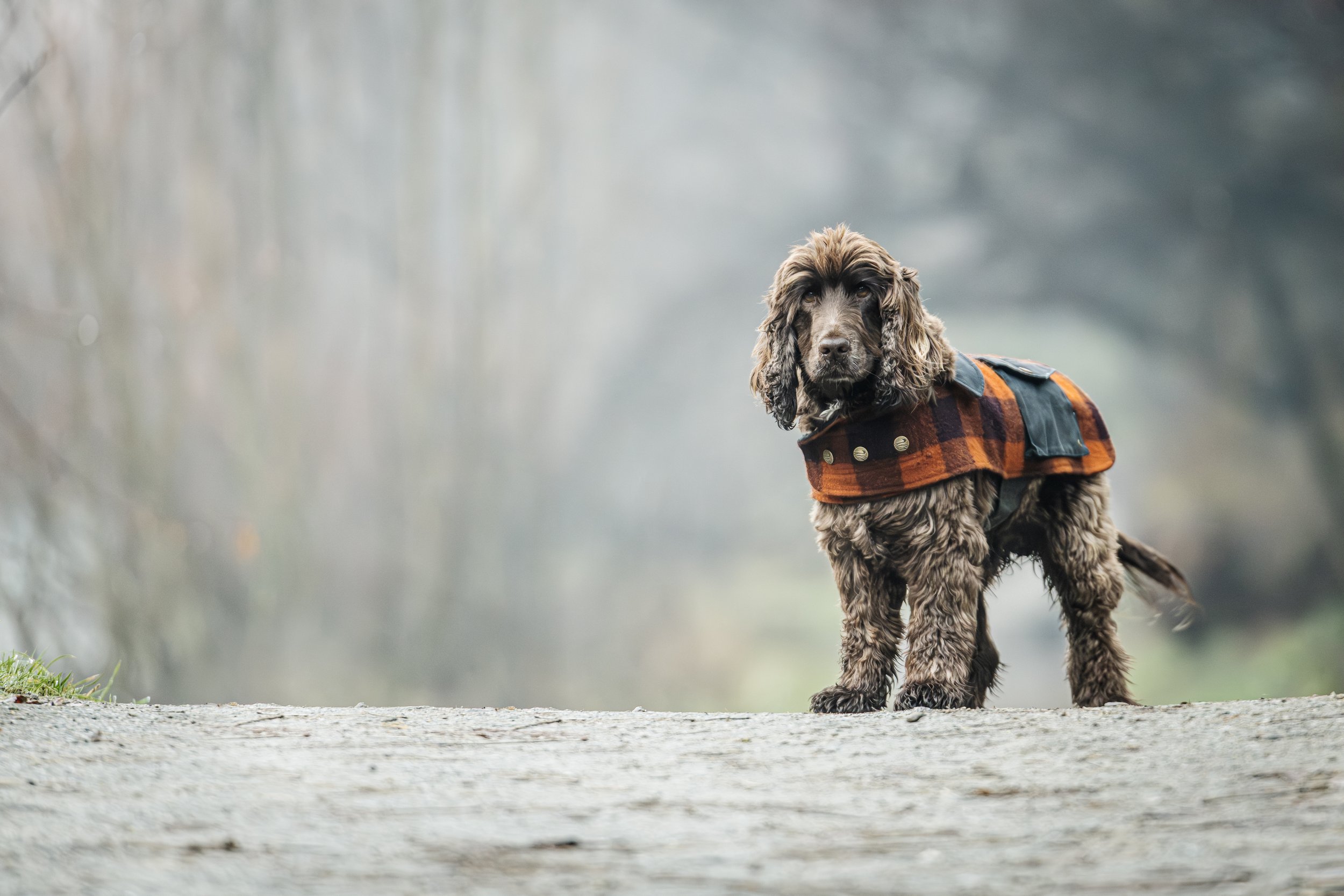 A brown and cream-colored dog wearing a checkered orange and black coat standing on a dirt path near a body of water, with foggy or overcast background.