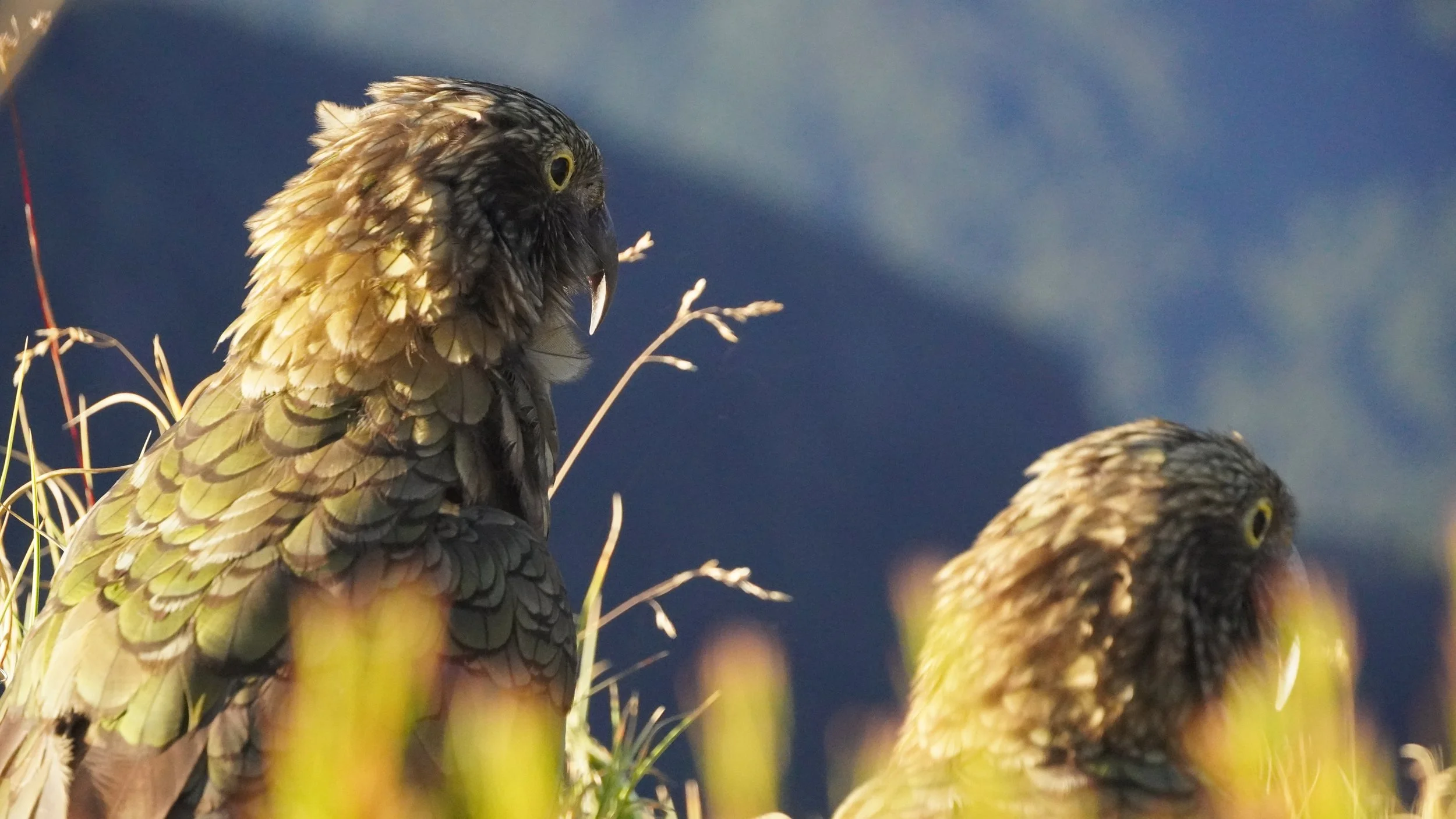 Close-up of two birds with brown and yellow feathers, perched on grass with dry twigs, against a blurred blue background.