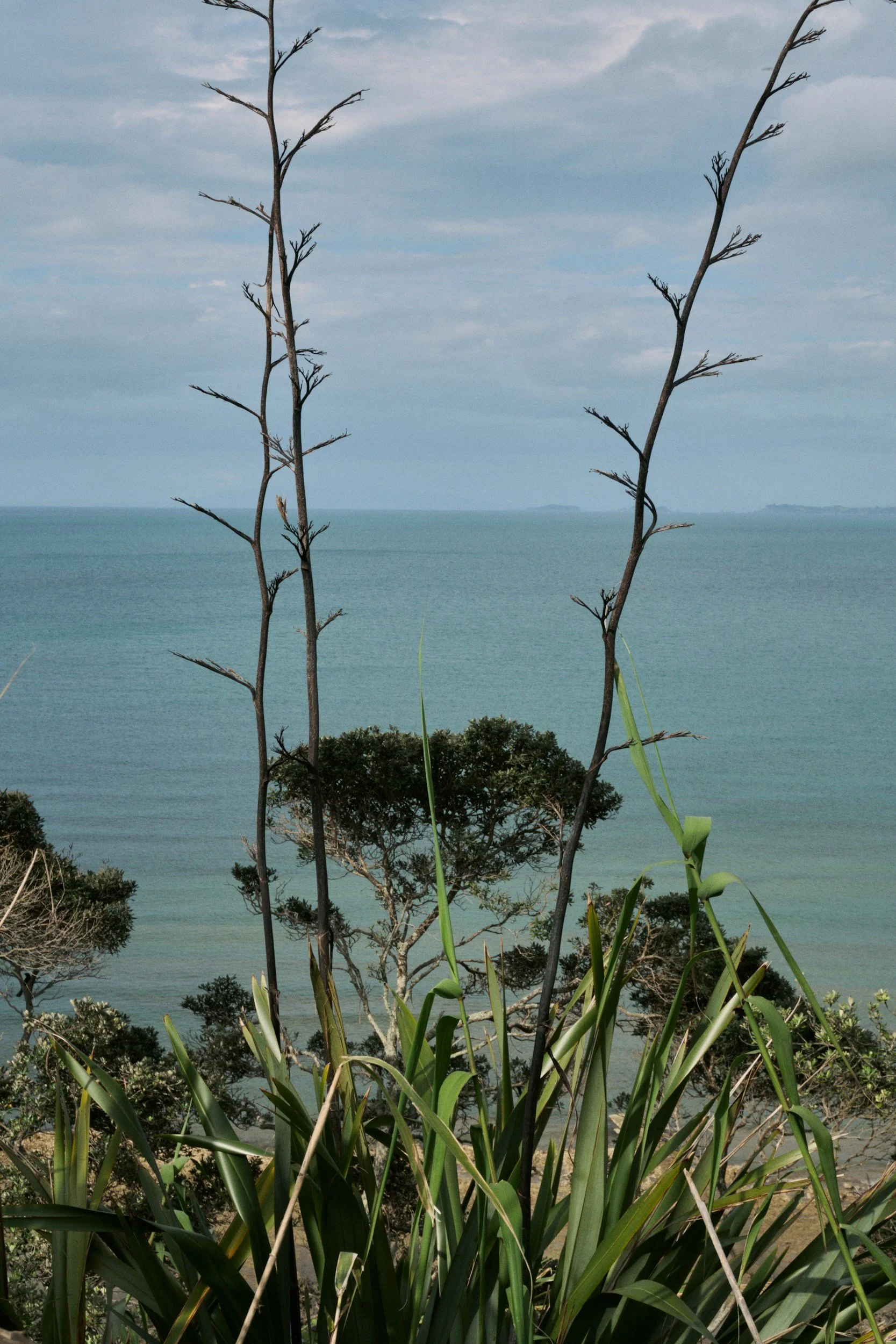 A coastal scene with tall grass and trees in the foreground, and a body of water with a cloudy sky in the background.