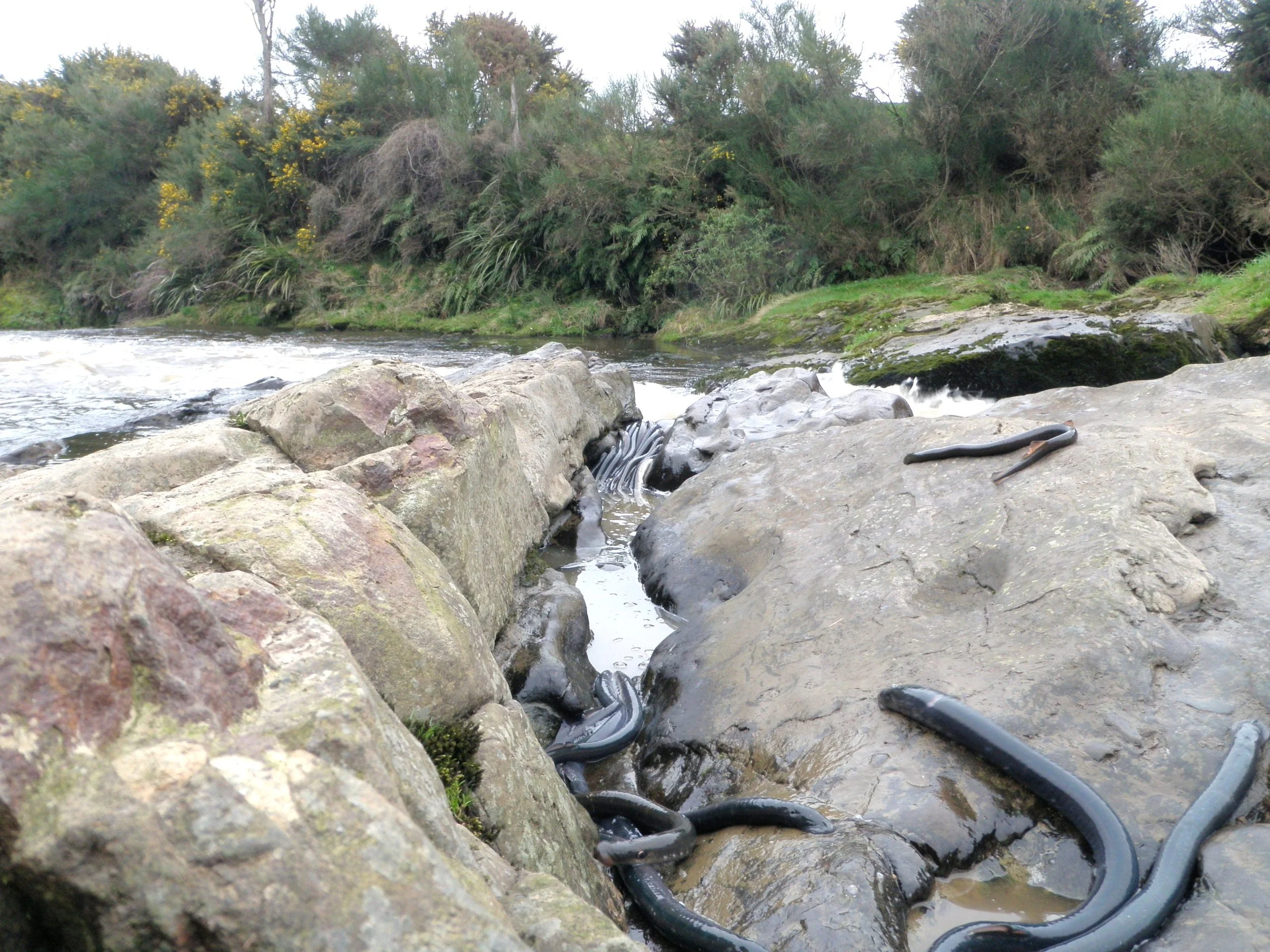 Snakes on rocks by a river with dense bush and trees in the background.