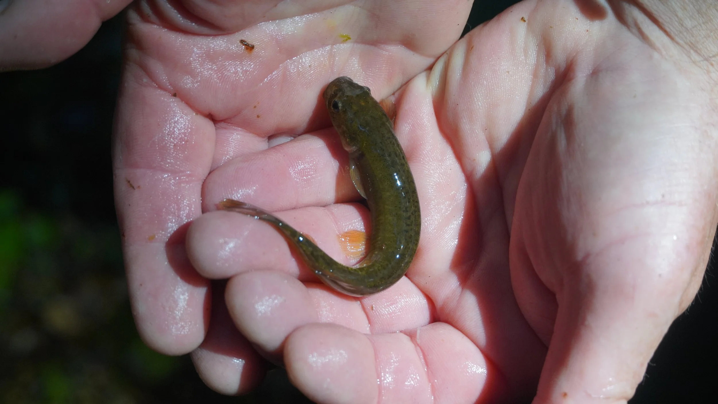 A person holding a small, brownish-green eel in their hand.