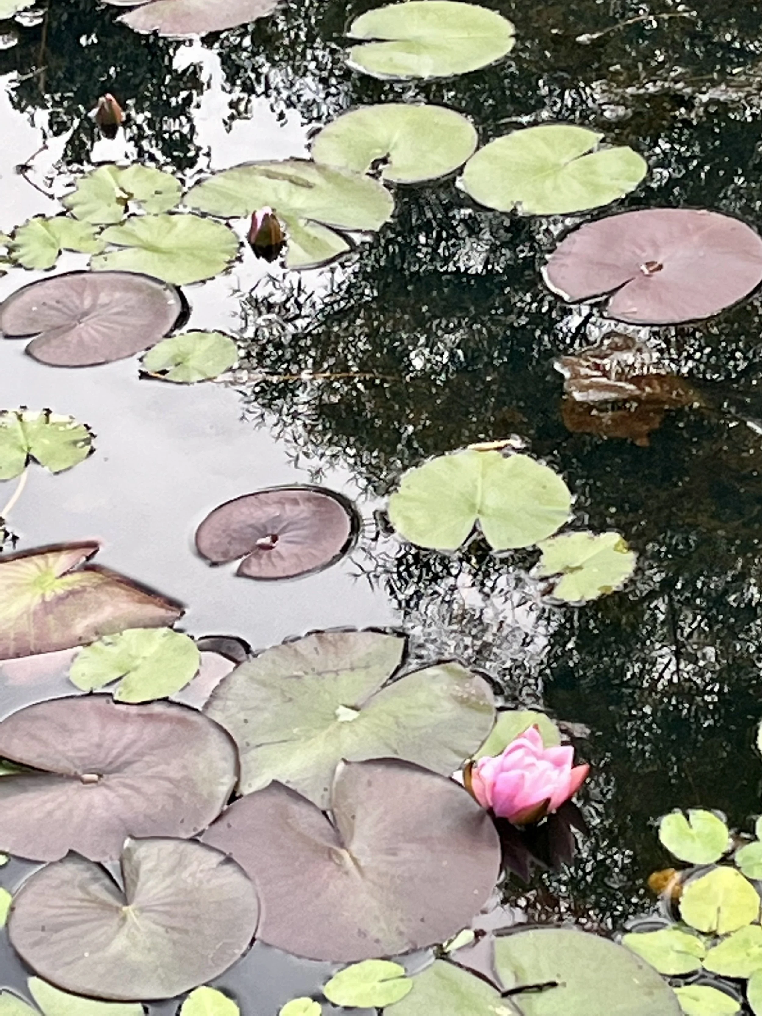 lilypads at cartoogechaye creek campground