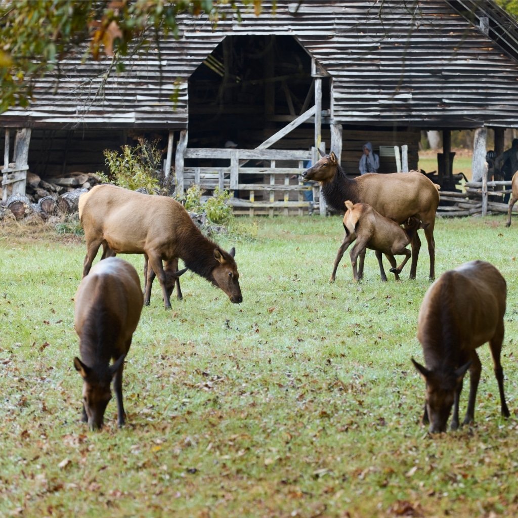 elk spotted in cherokee nc