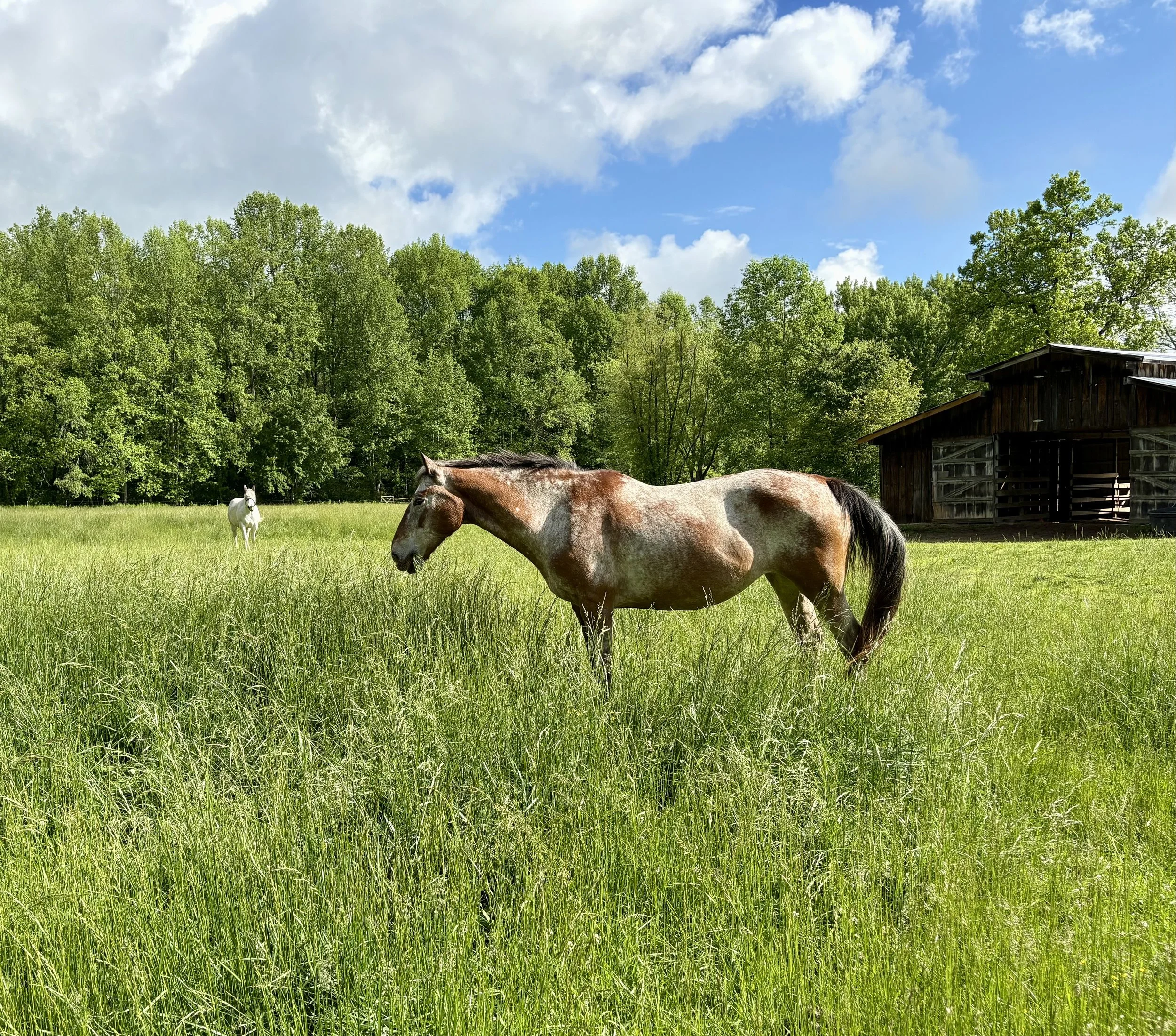 horse in field at cartoogechaye creek campground