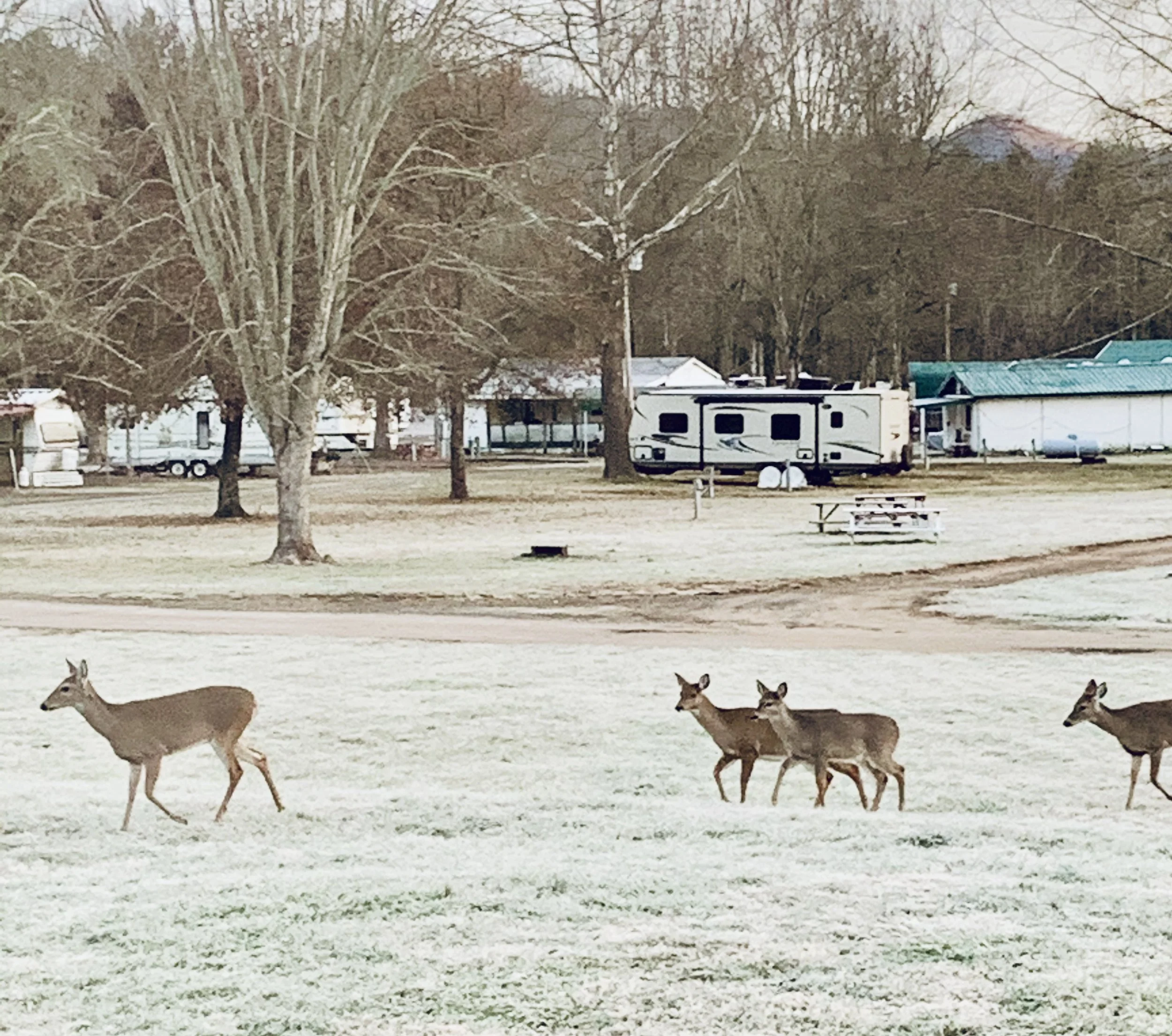deer at cartoogechaye creek campground