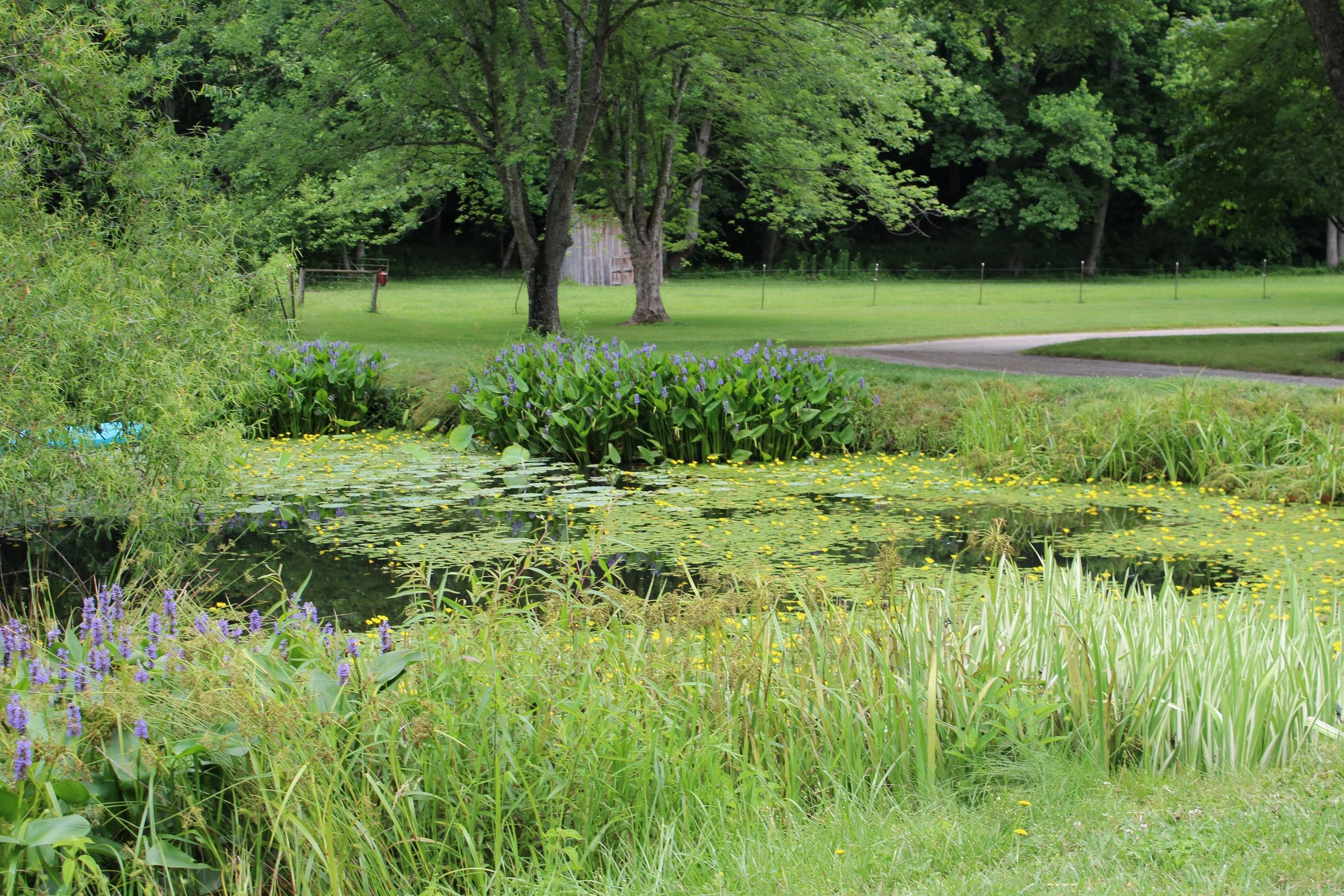 pond at cartoogechaye creek campground