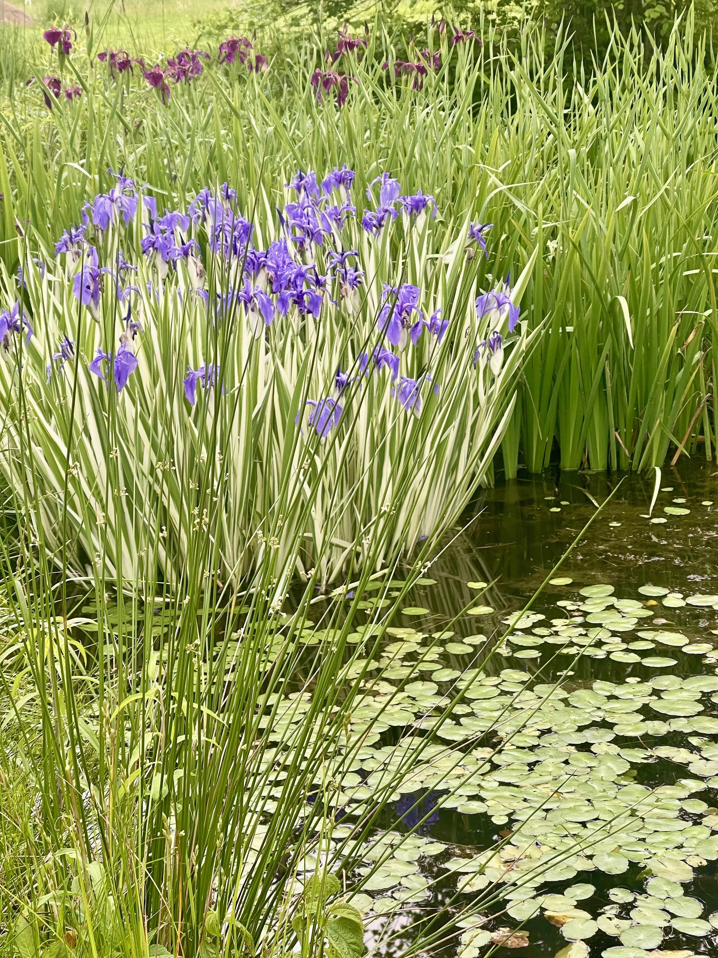 pond flowers at cartoogechaye creek campground