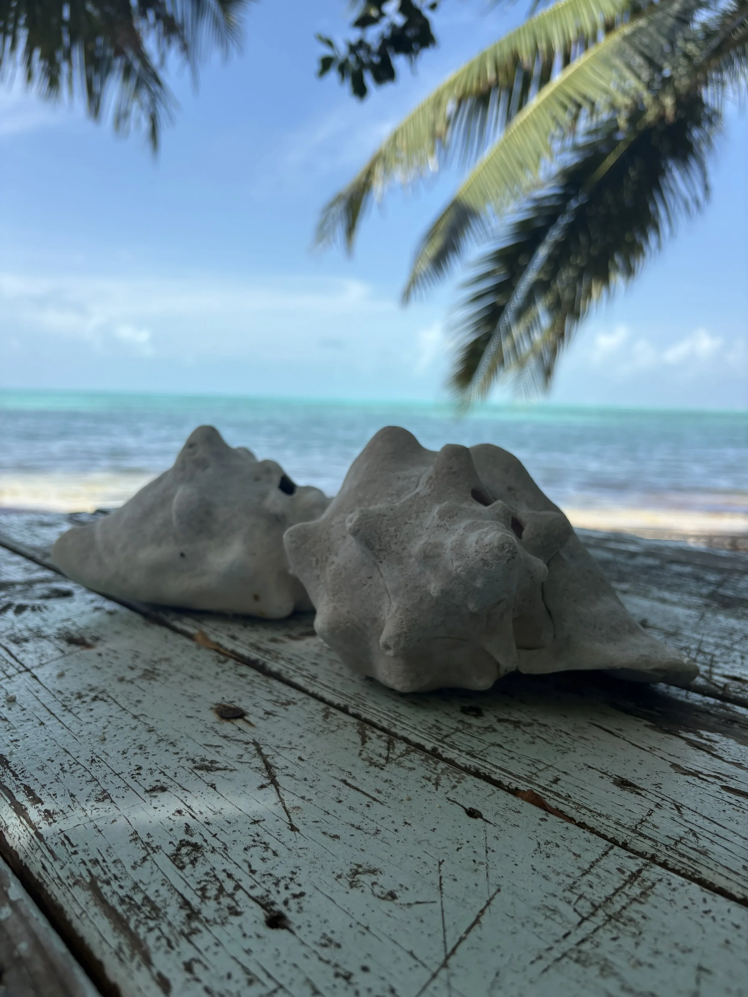 Close-up of a weathered white wooden surface with sea shells and dirt, overlooking a tropical beach with palm trees, blue sky, and ocean in the background.